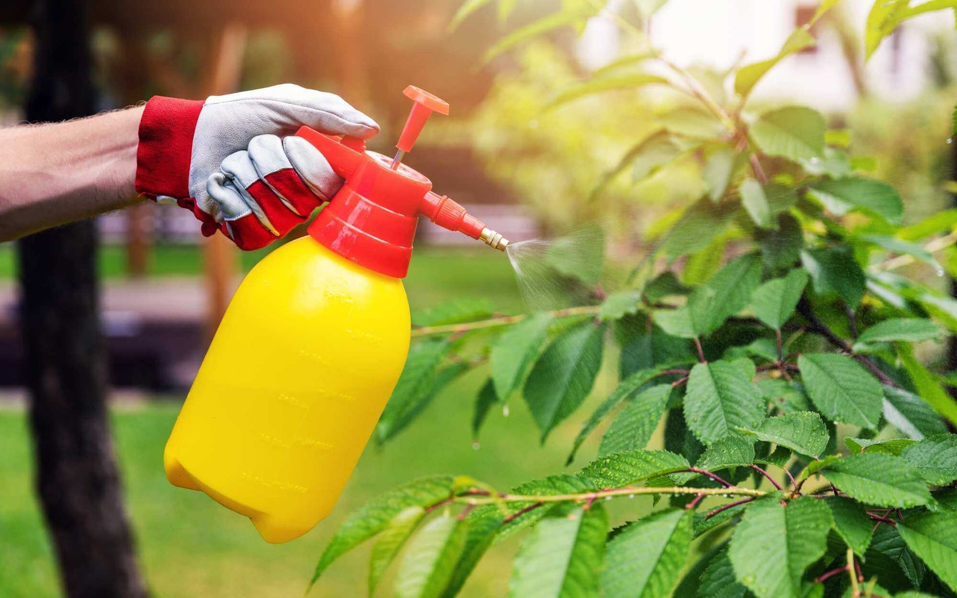 spraying a tree to prevent pest infestation