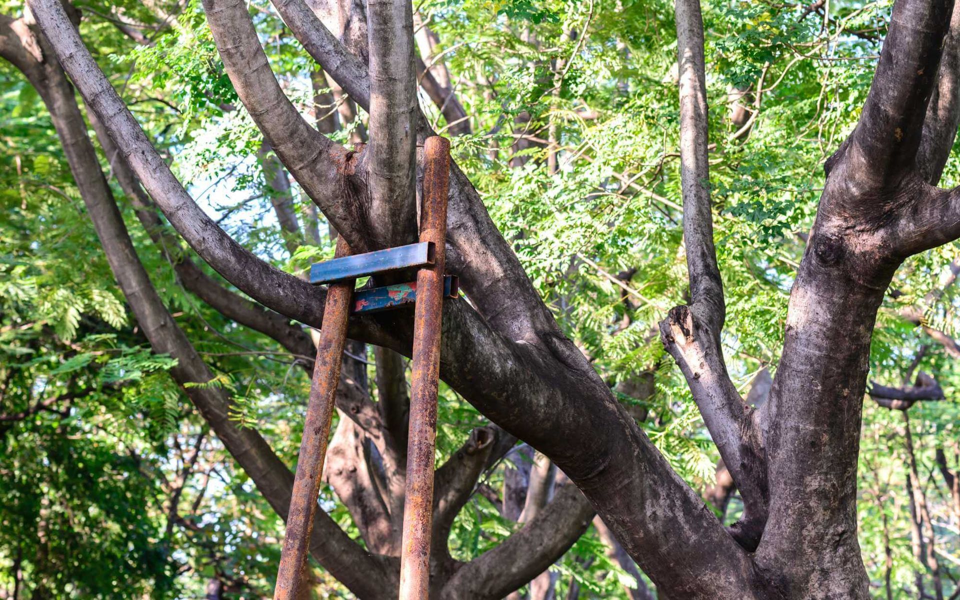 tree brace installation