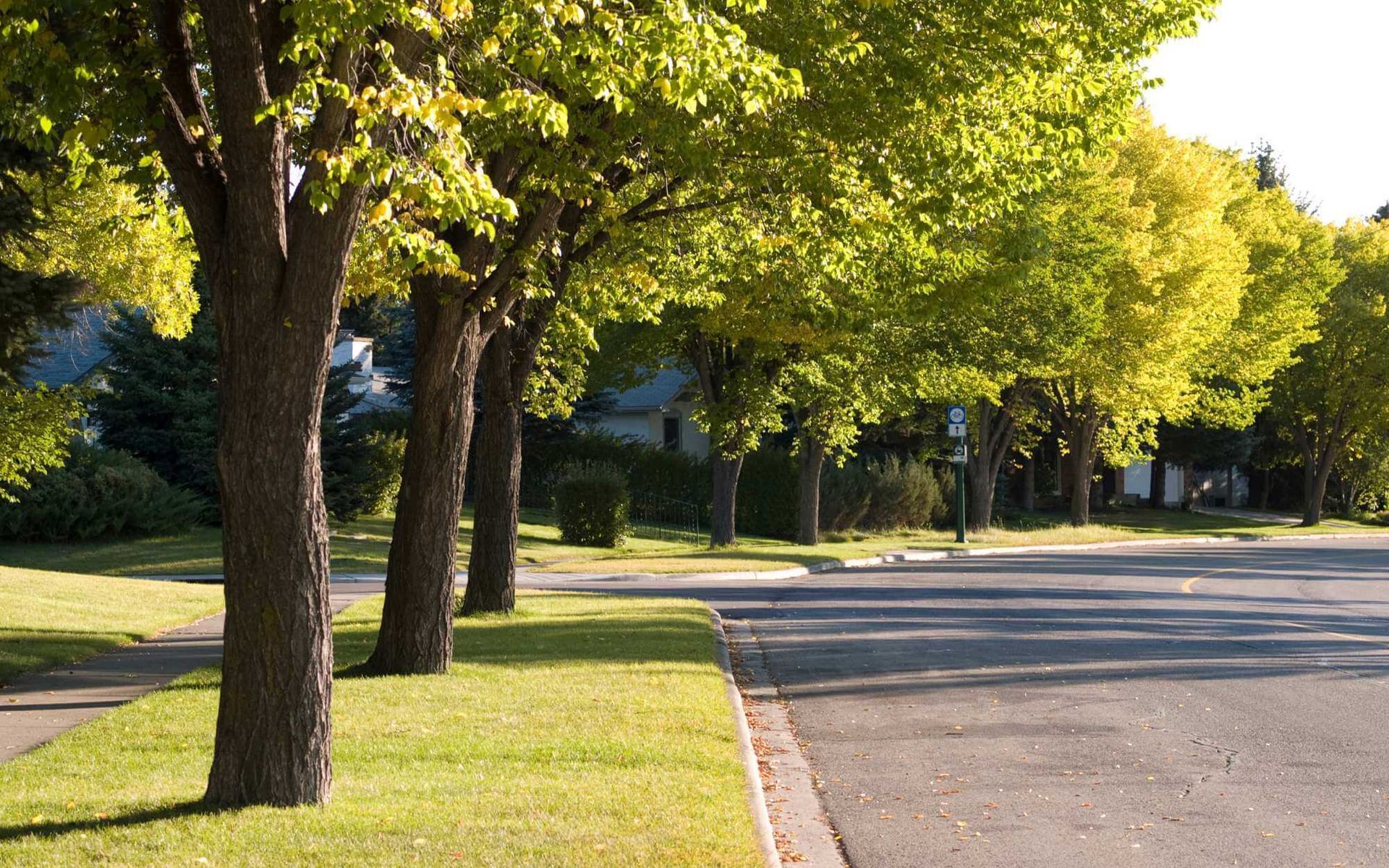 street trees in the Boca Raton area