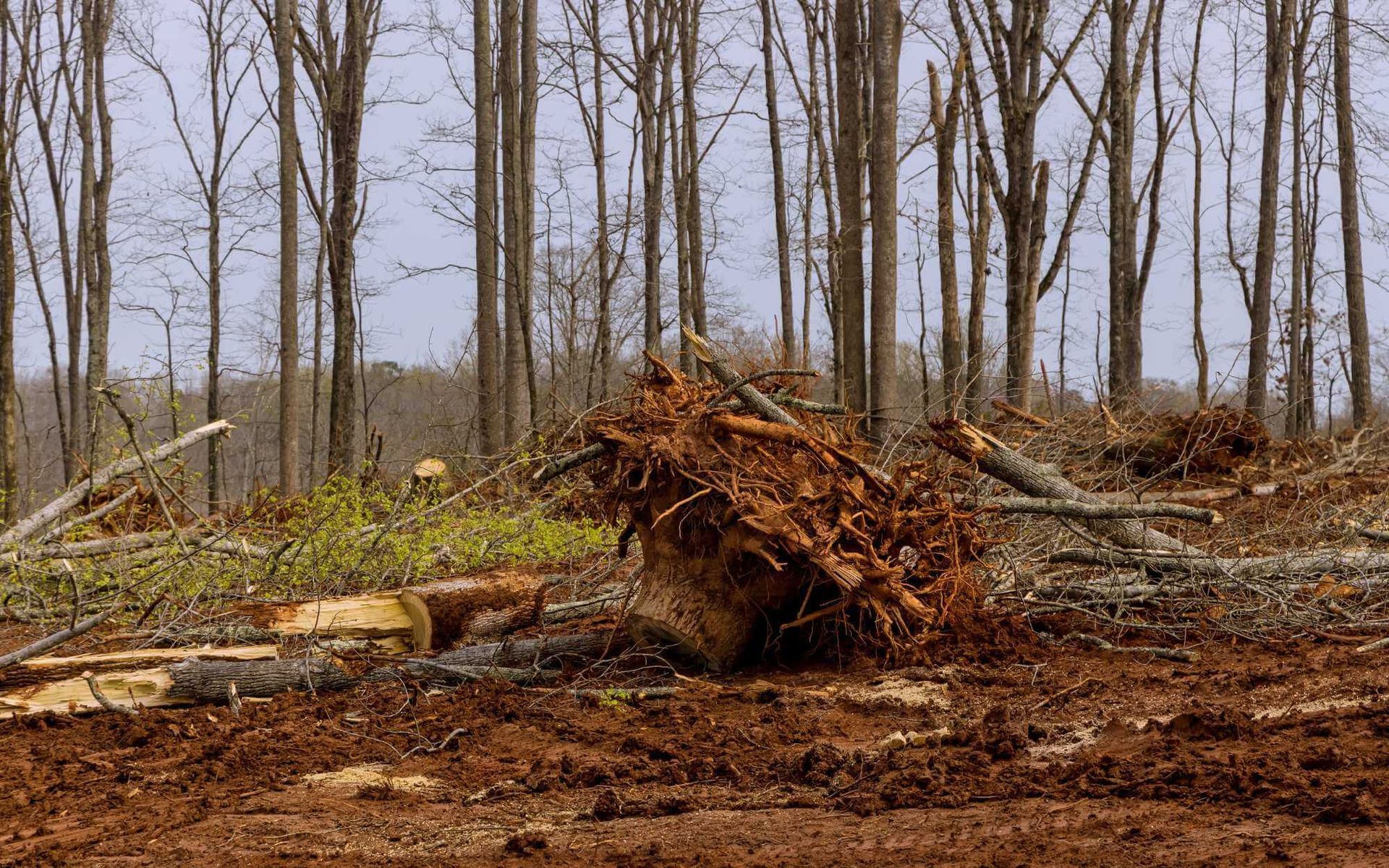 Storm Debris Removal and Tree Cleanup Checklist