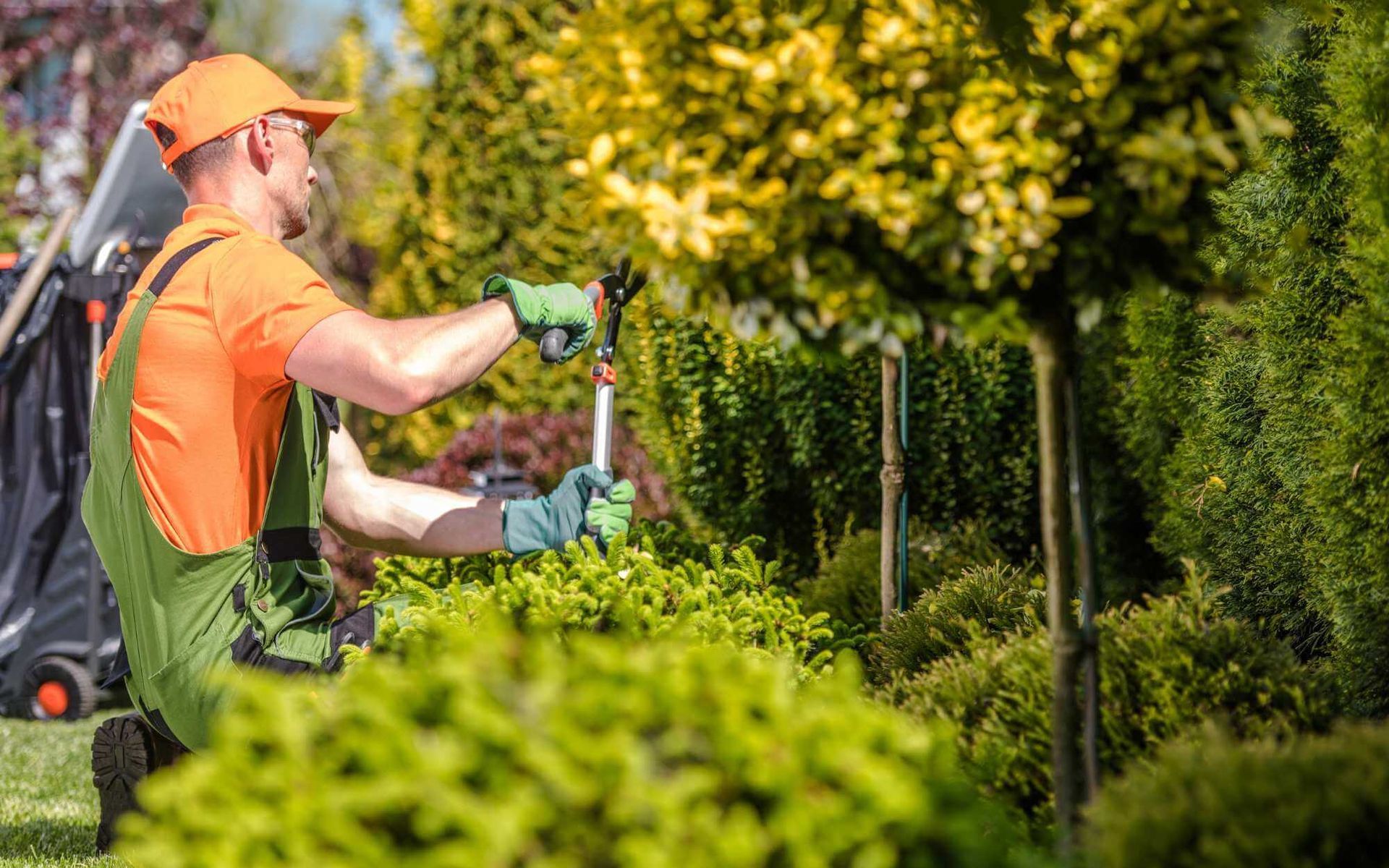tree pruning during summer