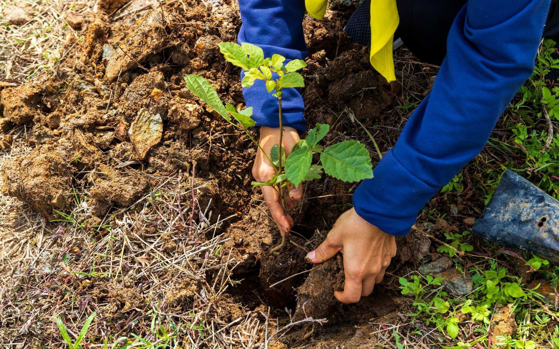 young tree transplantation