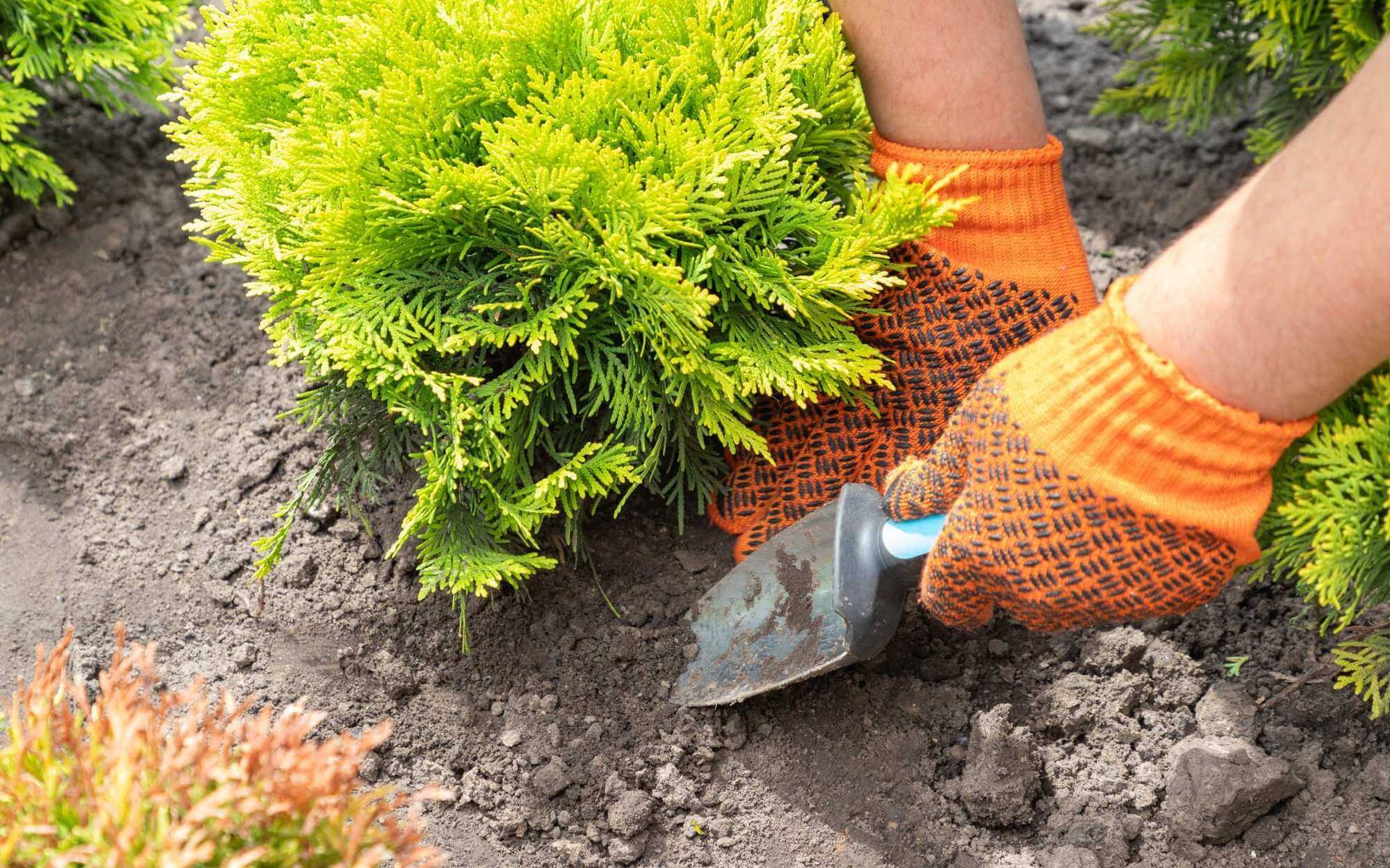 Effective Methods for Transplanting Trees and Shrubs