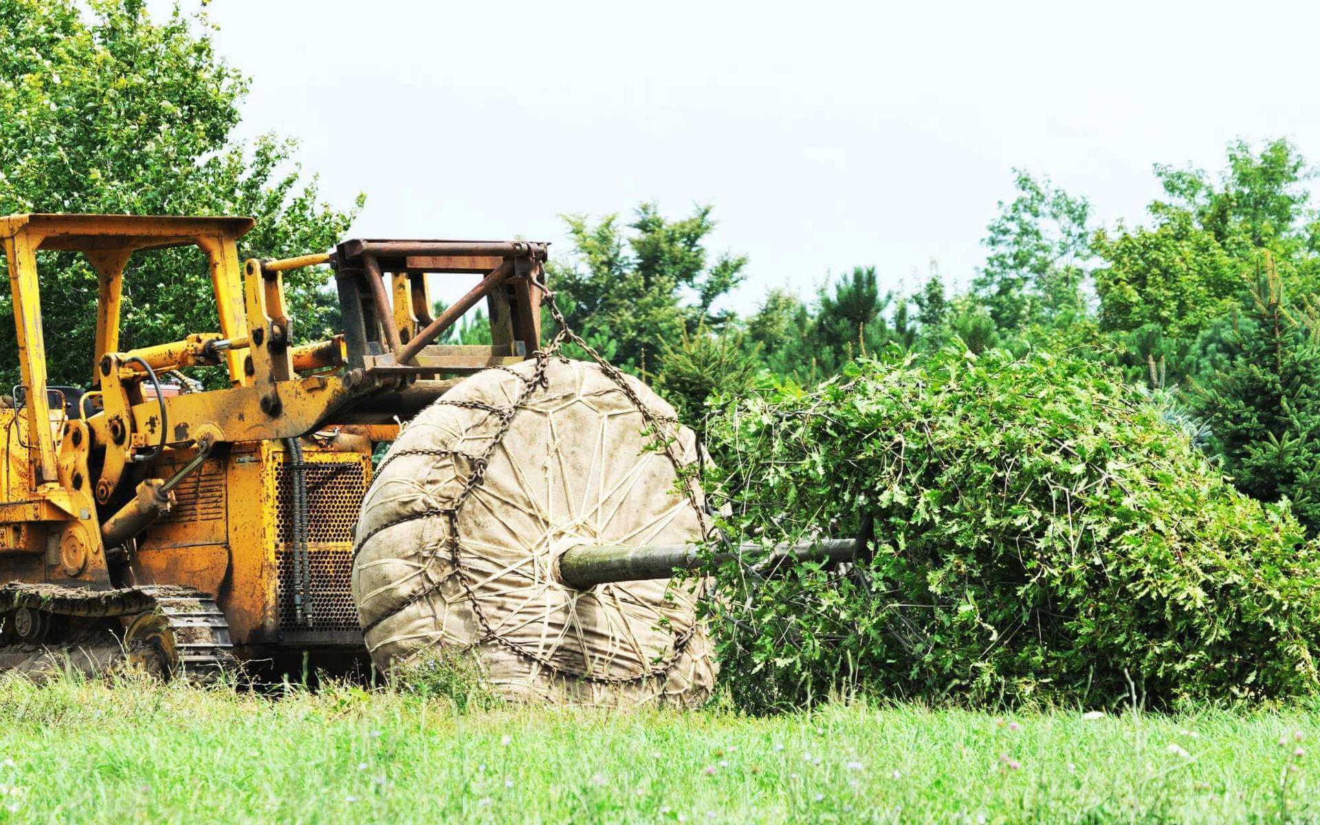 medium-sized tree about to be transplanted in a Boca Raton private property's backyard
