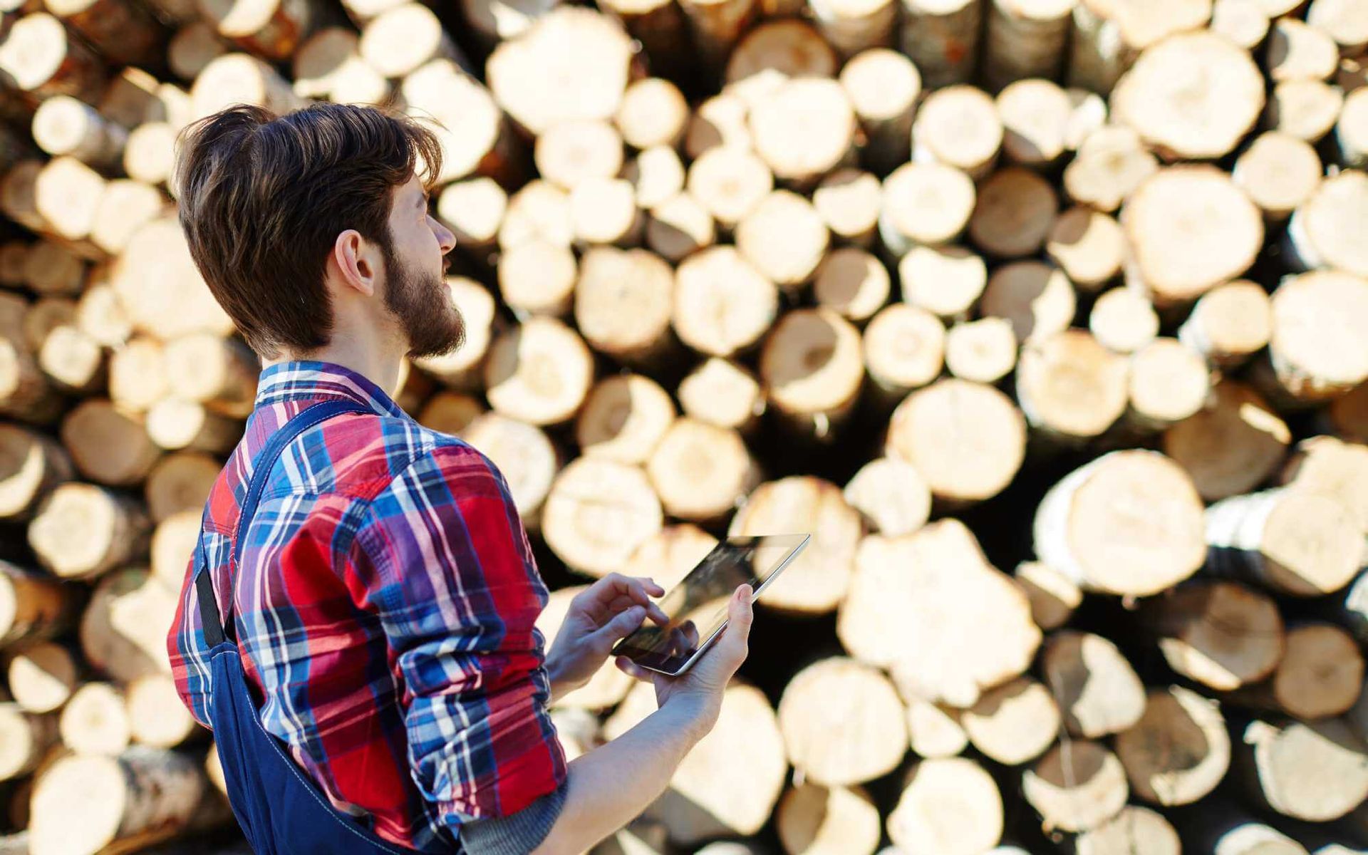 professional arborist offering proper tree care advice