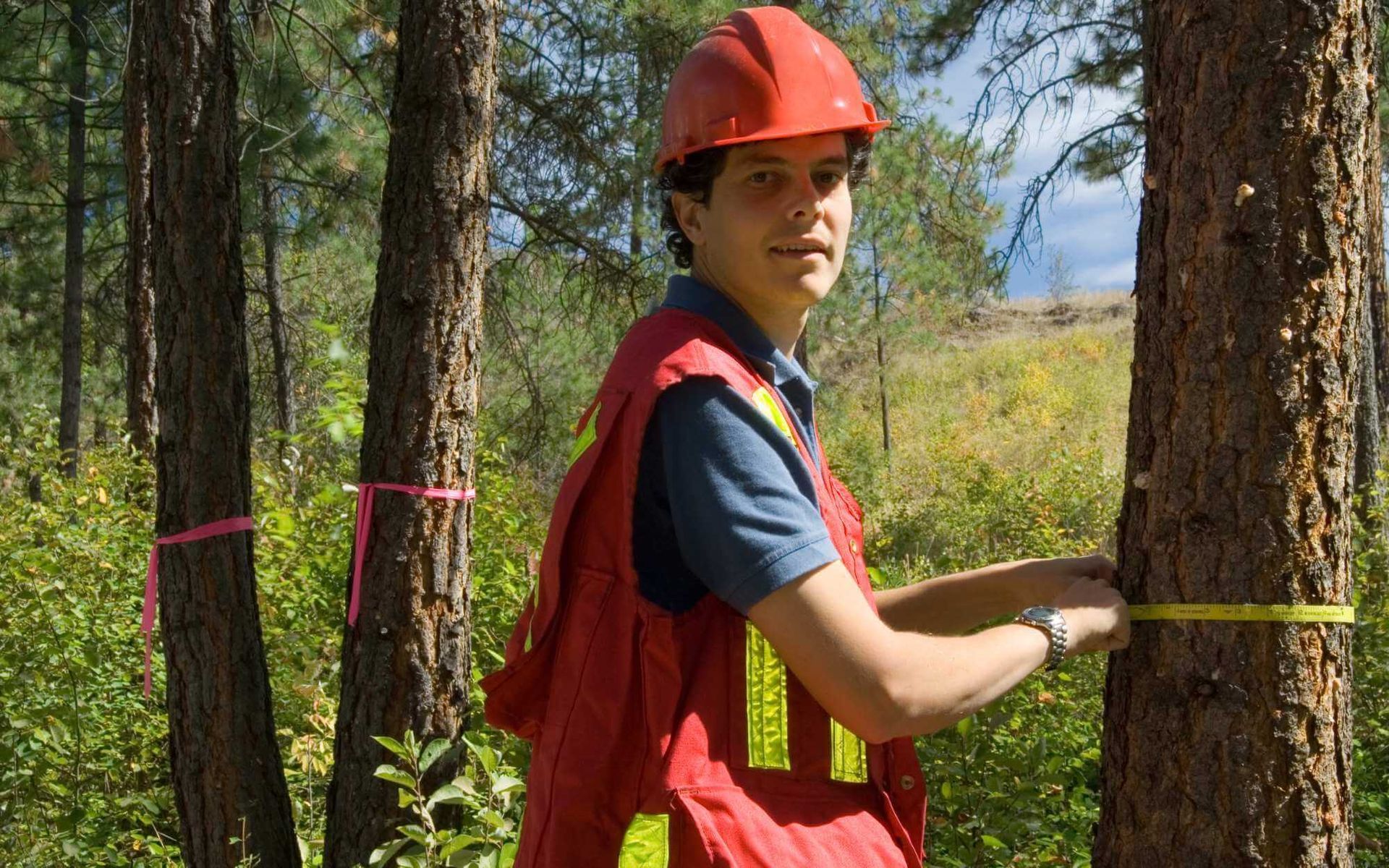 post-construction tree assessment and maintenance