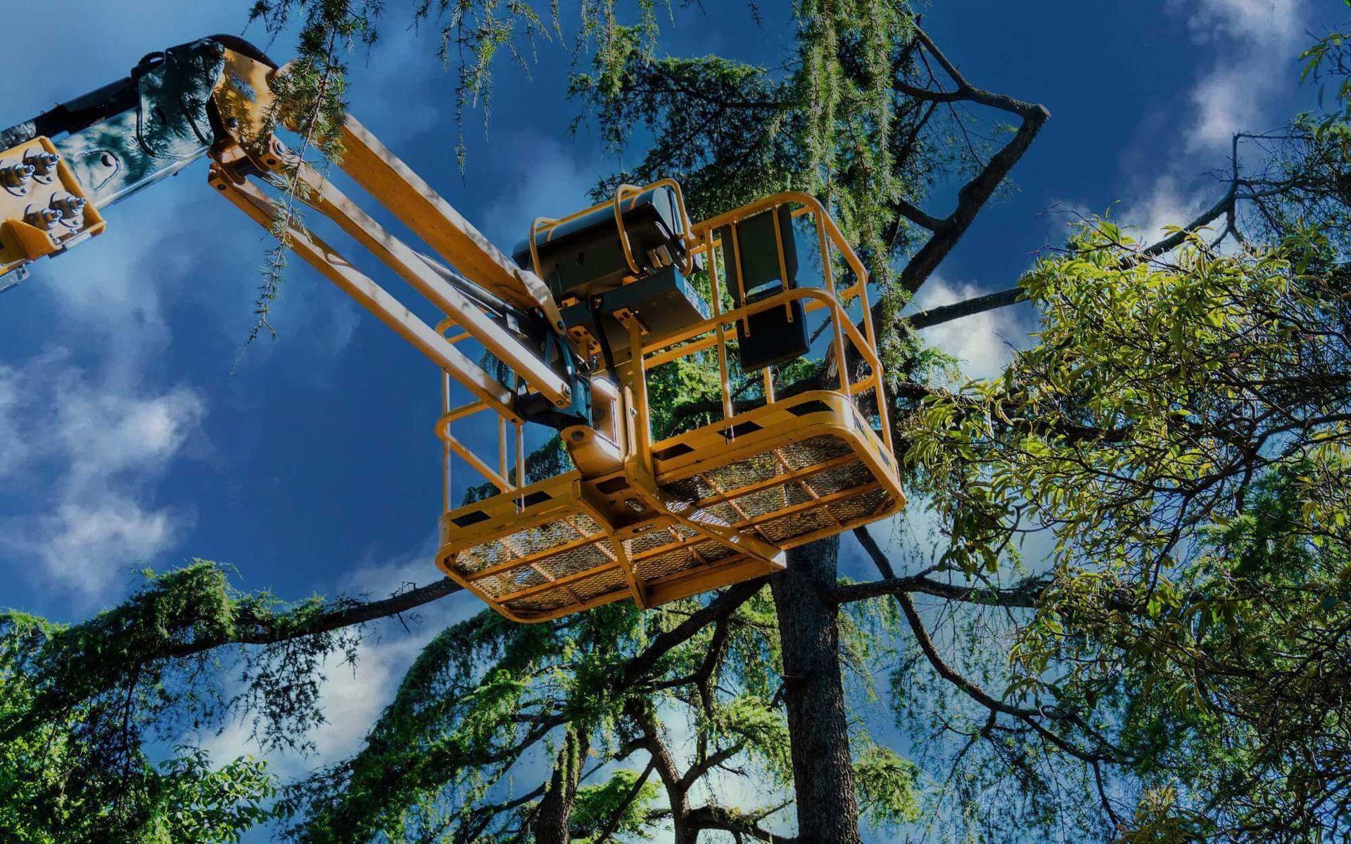 Preserving Urban Greenery: Citywide Tree Health Checks