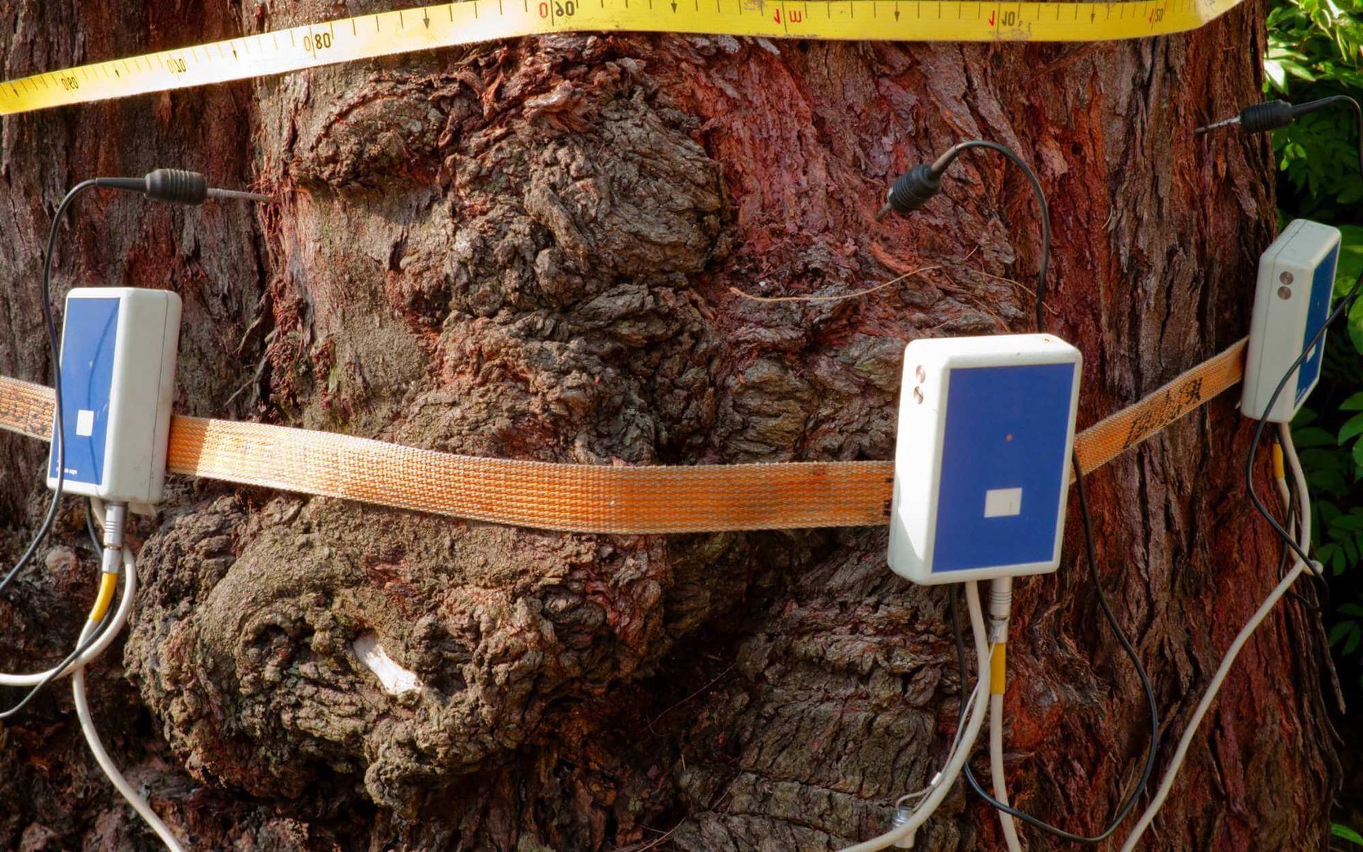 regular tree health check by Real Tree Trimming & Landscaping, Inc. in Boca Raton