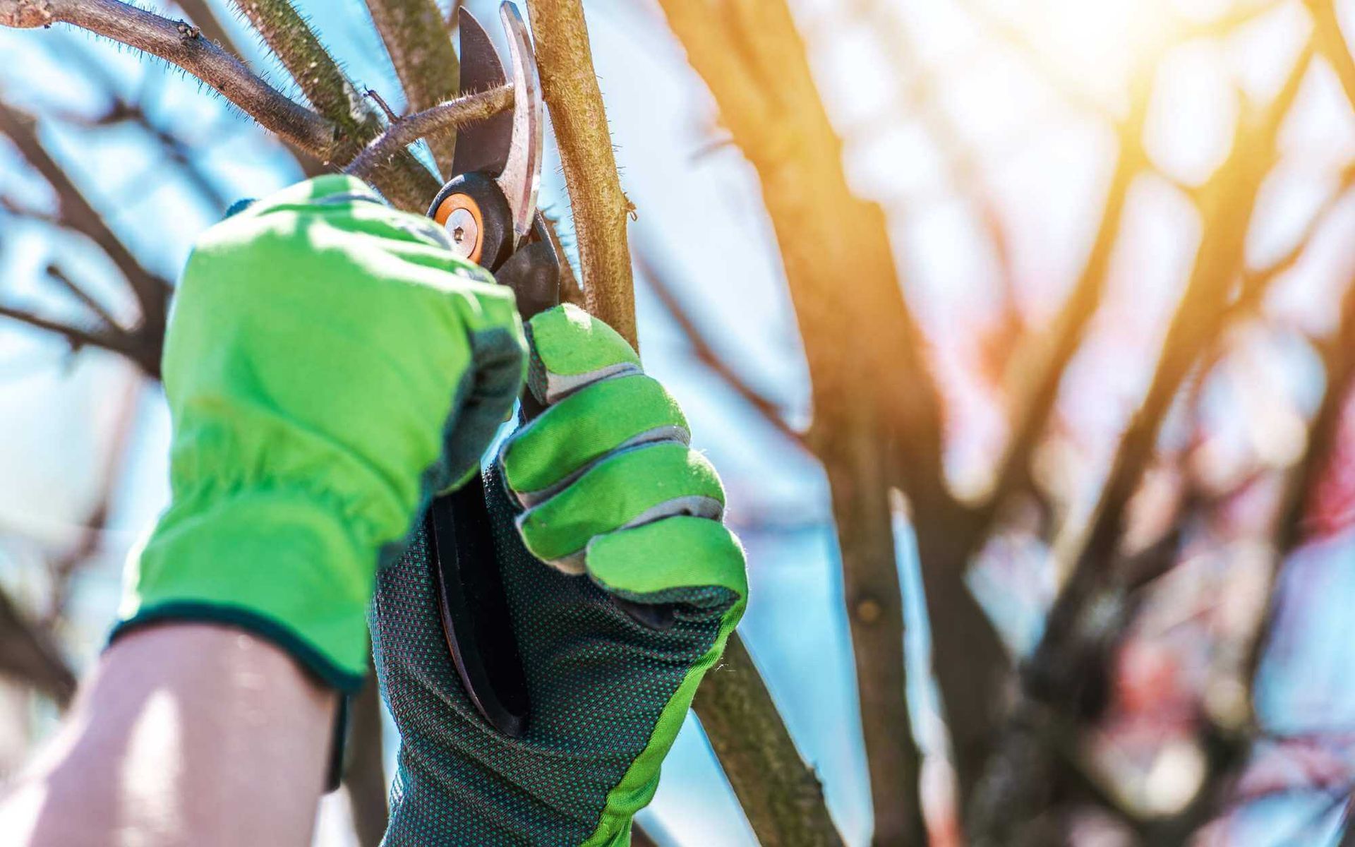 regular tree maintenance to maximize insurance benefits