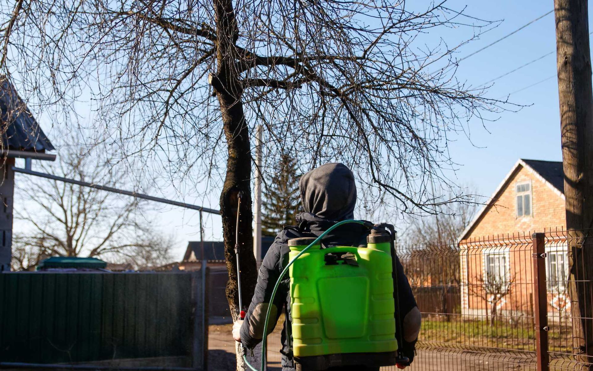 Tree Health 101: Expert Tips for Tree Disease Management