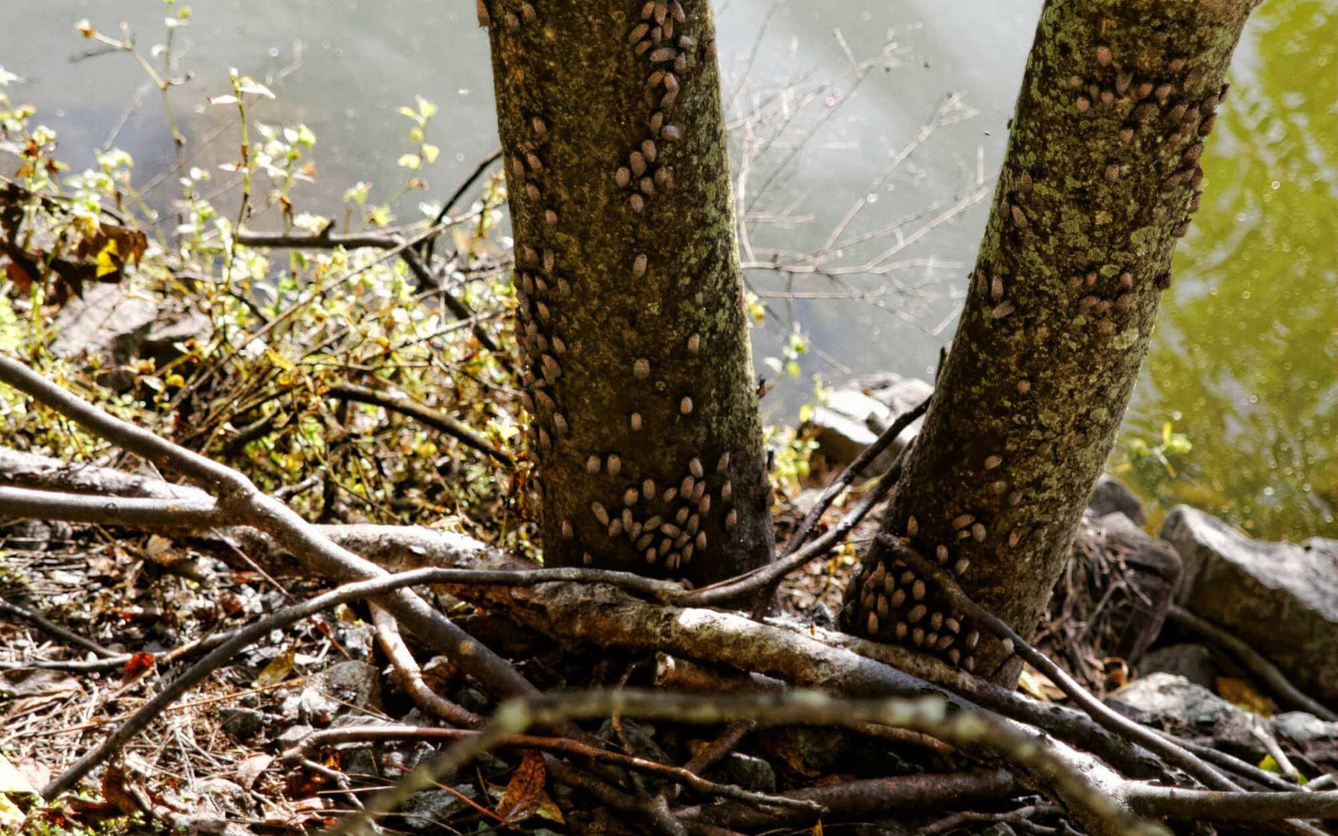 two large trees infested with lanternfly colony