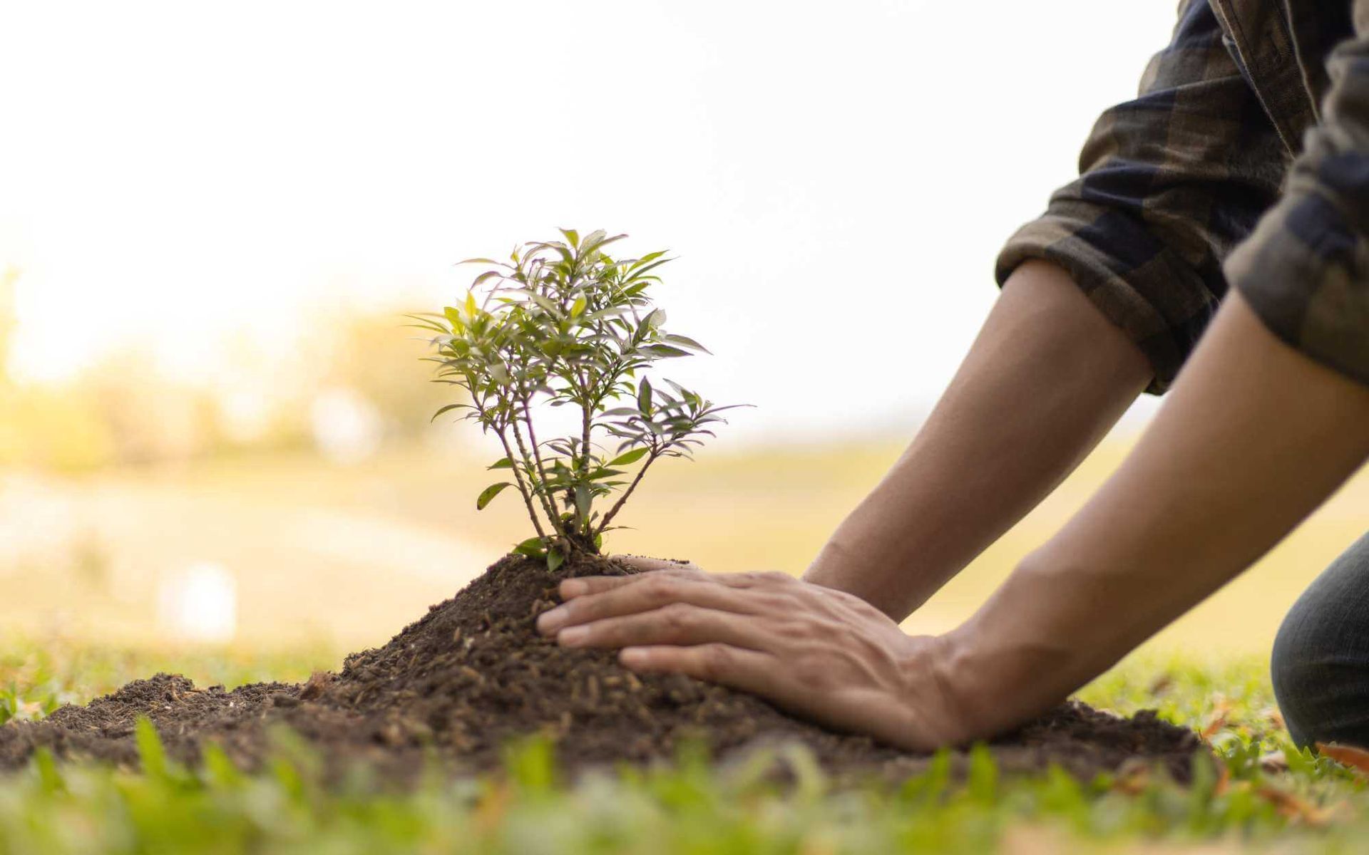 putting mulch around the newly planted tree