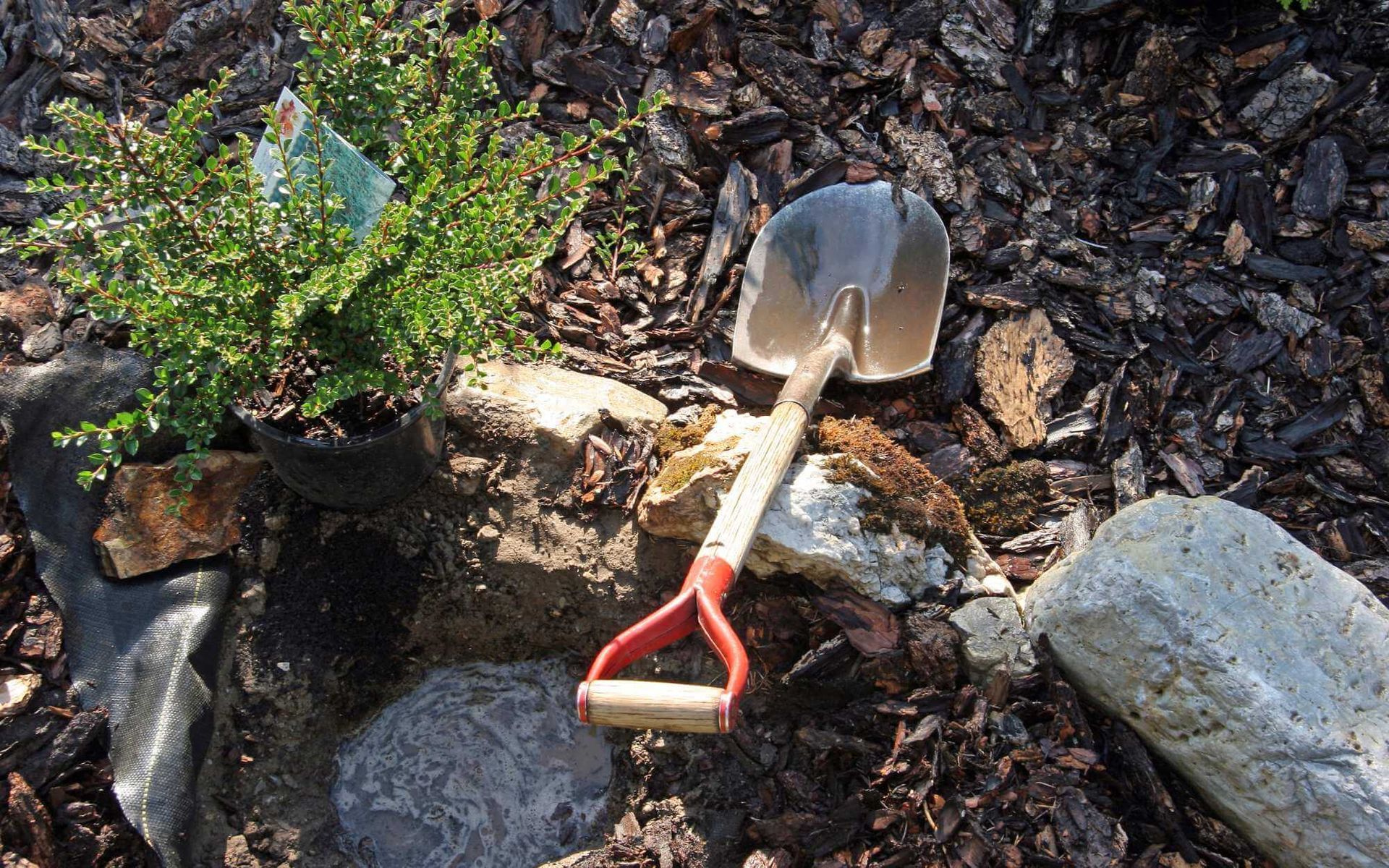 location where this tree cutting will be planted