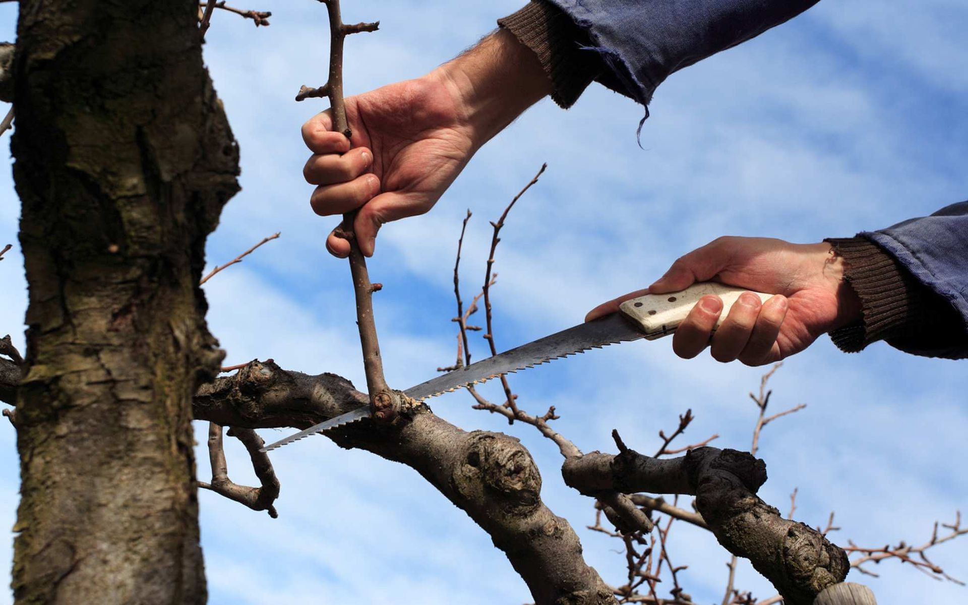 a dead tree branch is being cut with a saw by a local arborist
