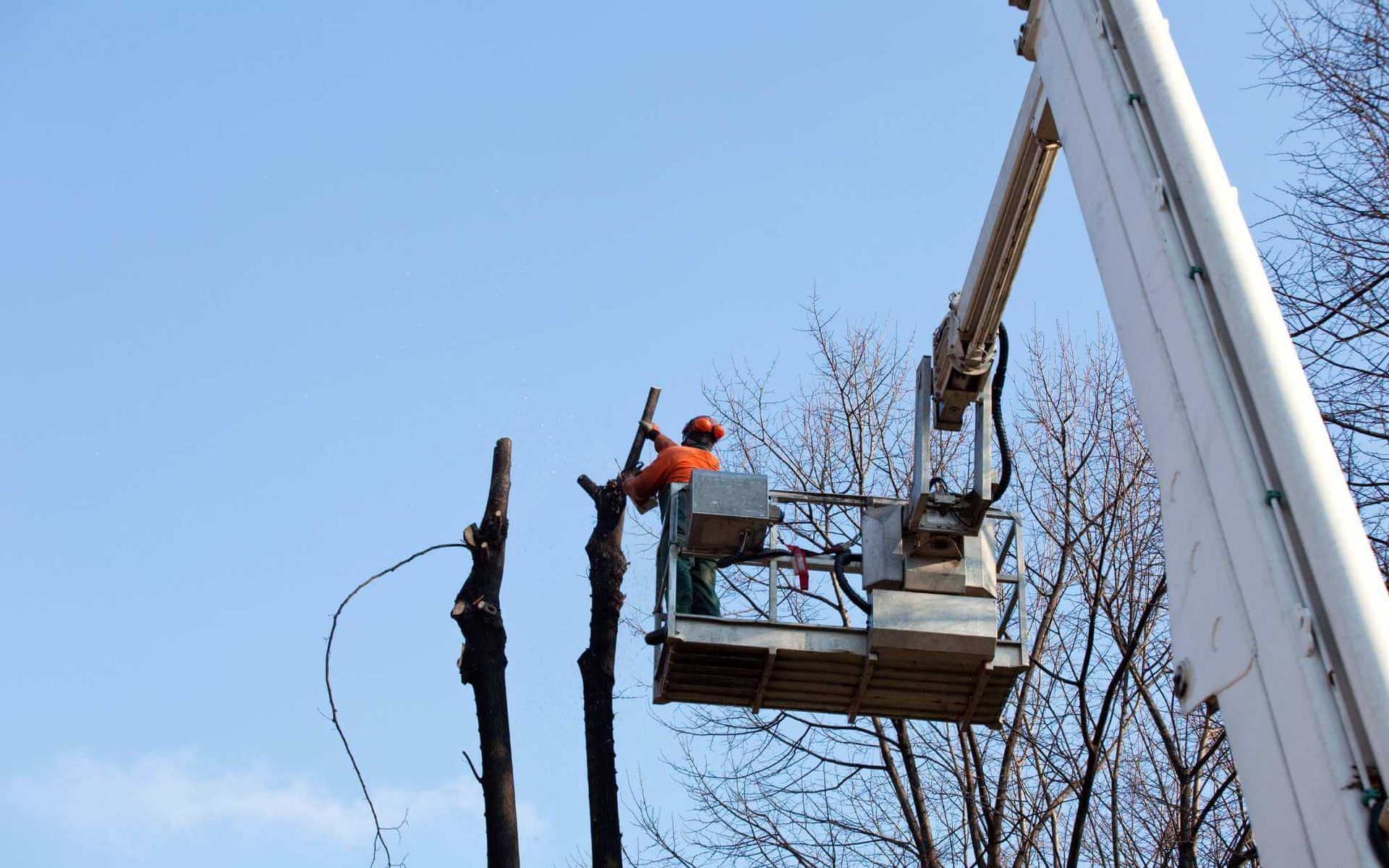 arborist in a safety bucket while performing a certain kind of tree cut