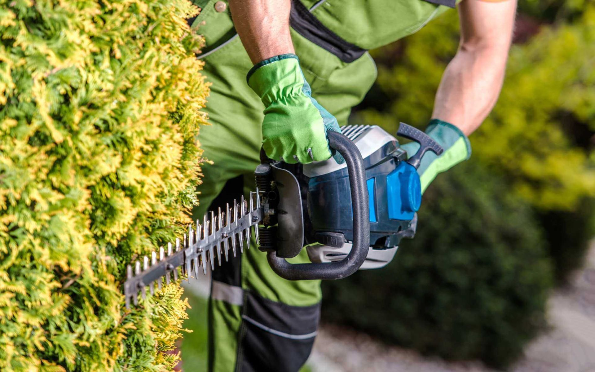 power saw is used to shape the garden trees and shrubs