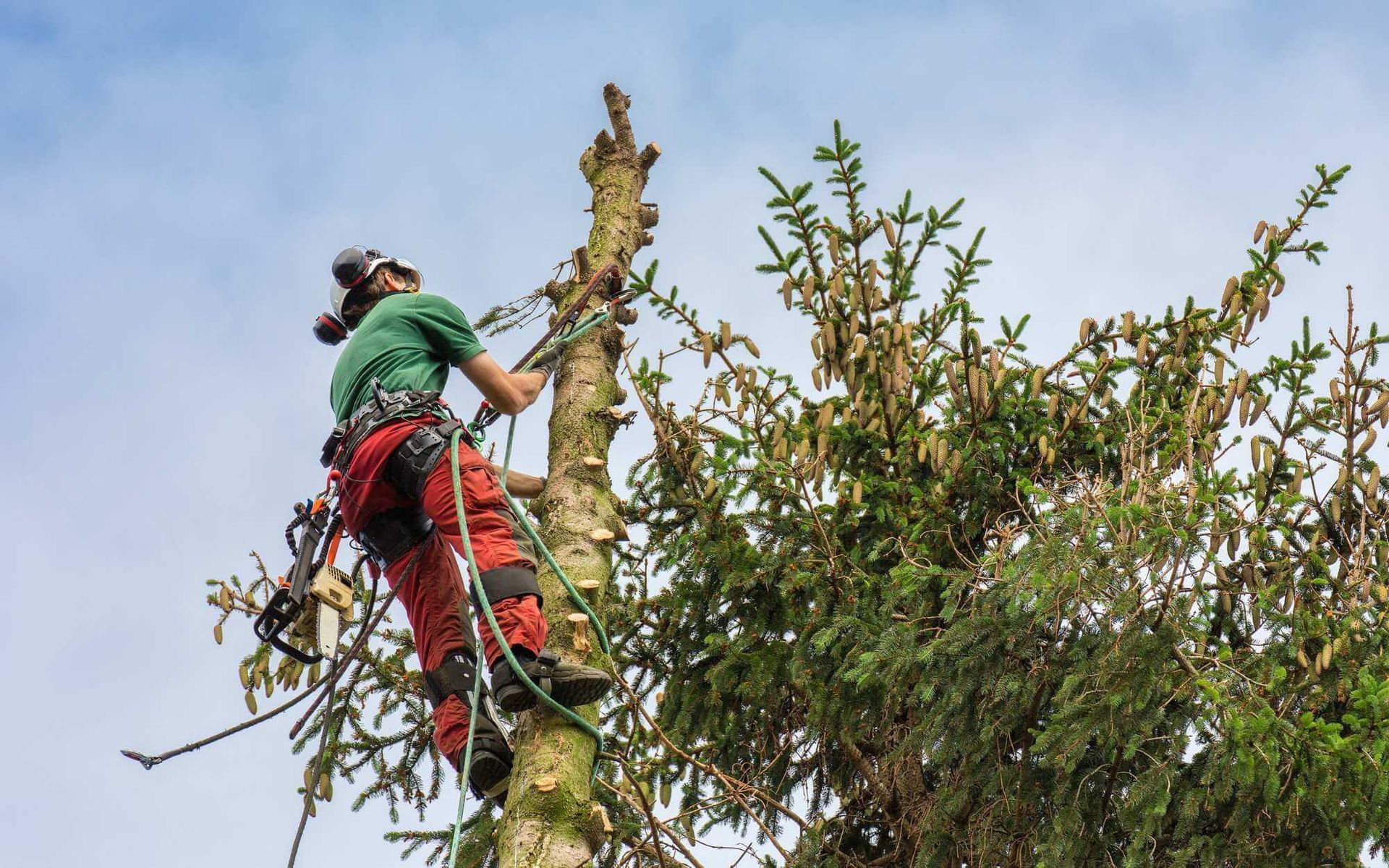 professional tree care solutions in Boca Raton, FL
