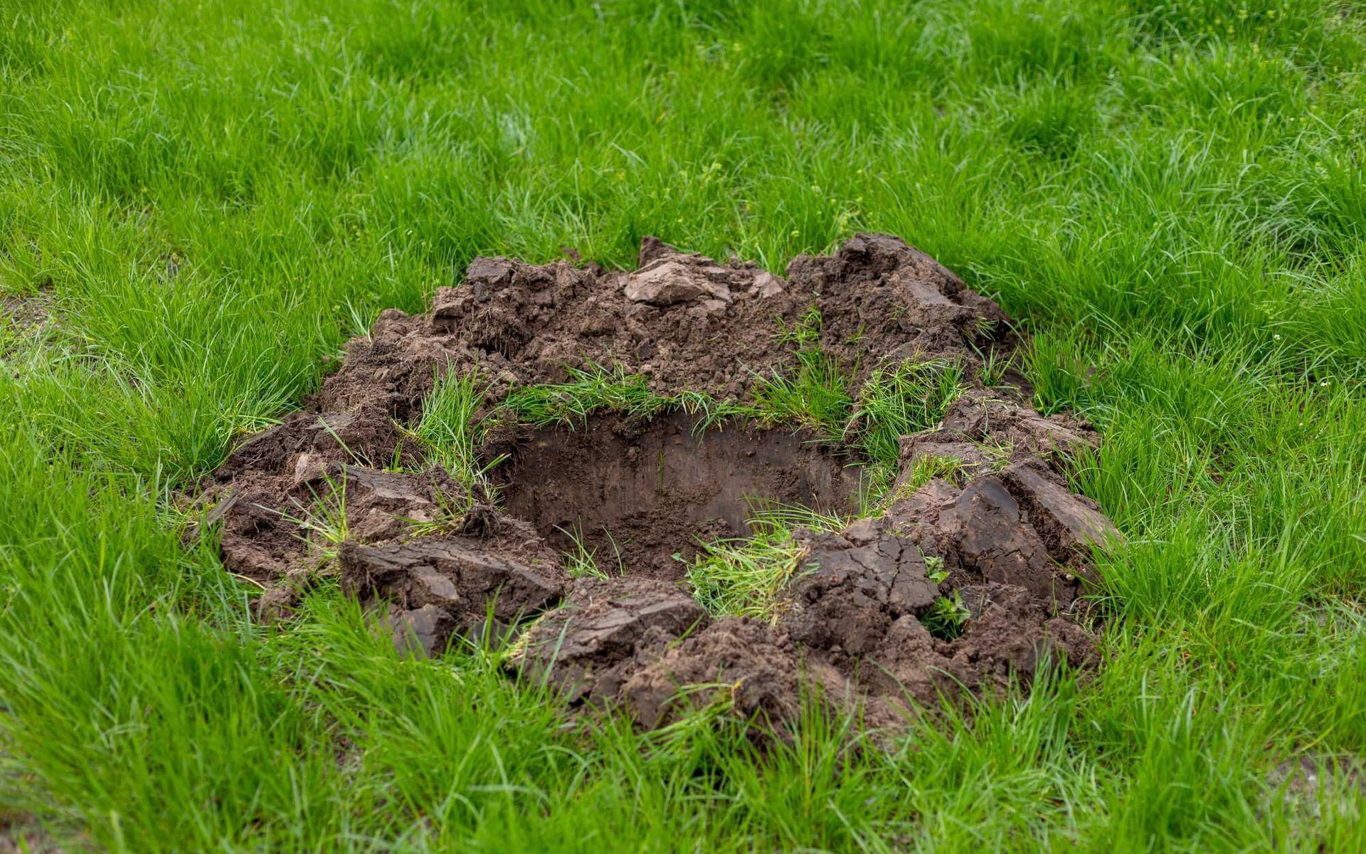 Grounds for Growth: Choosing the Right Tree Planting Spot
