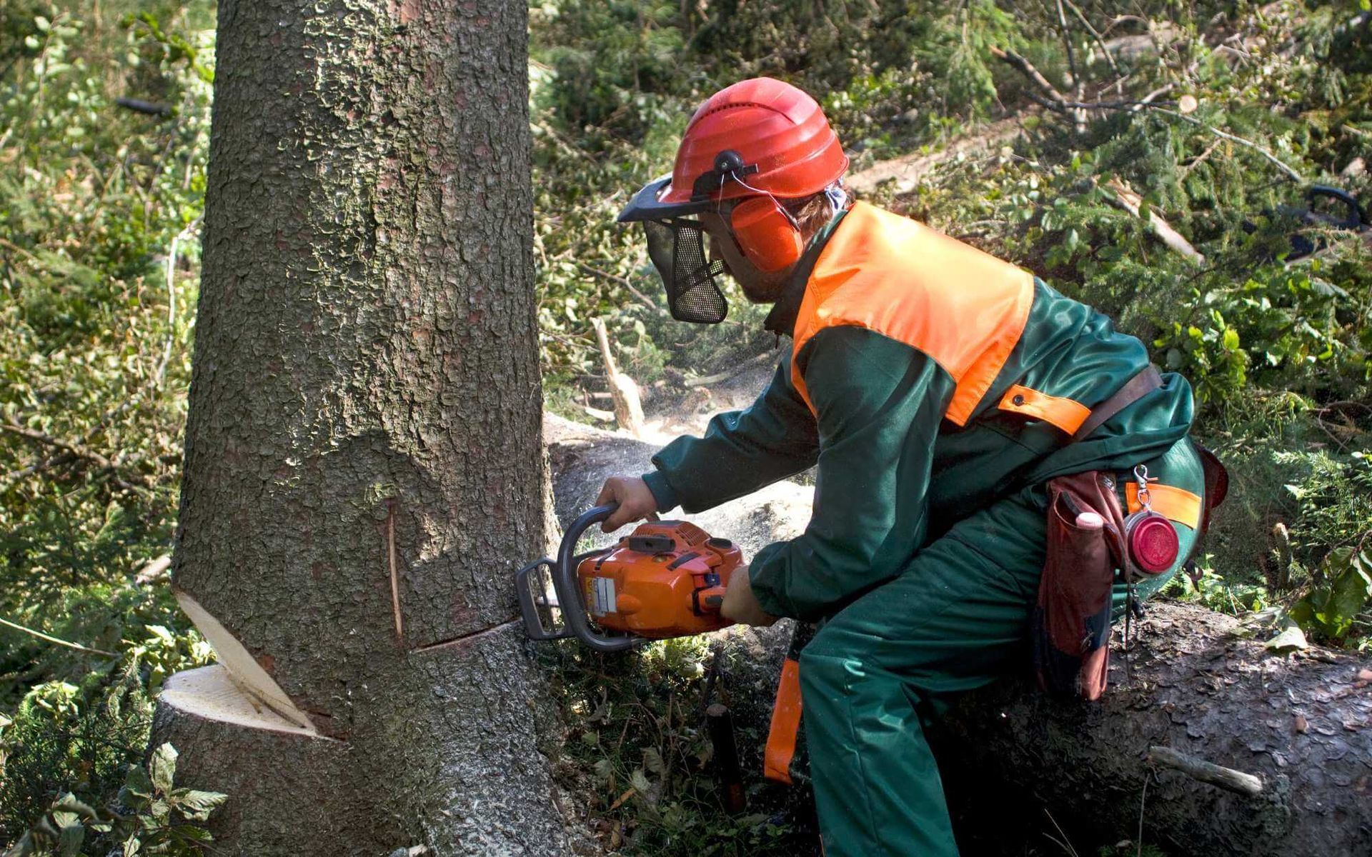 tree removal performed by a Real Tree team arborist
