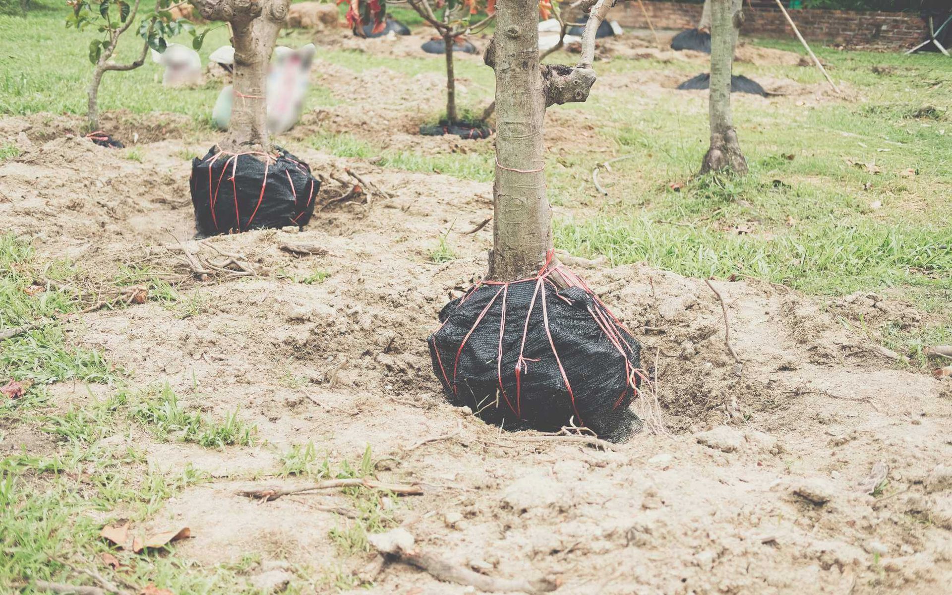 balled and burlapped trees
