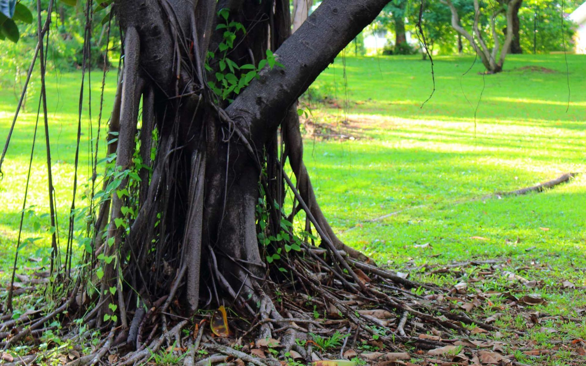 a large tree in South Florida