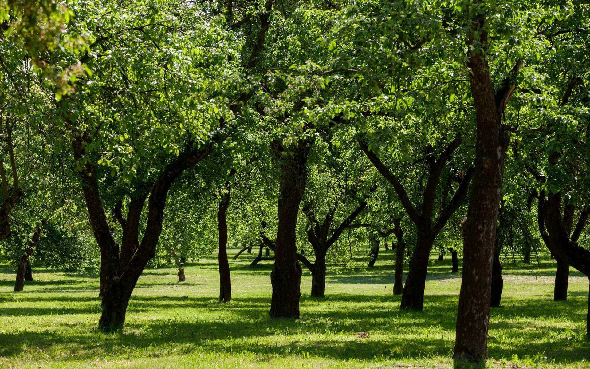 urban trees with large canopies planted near each other