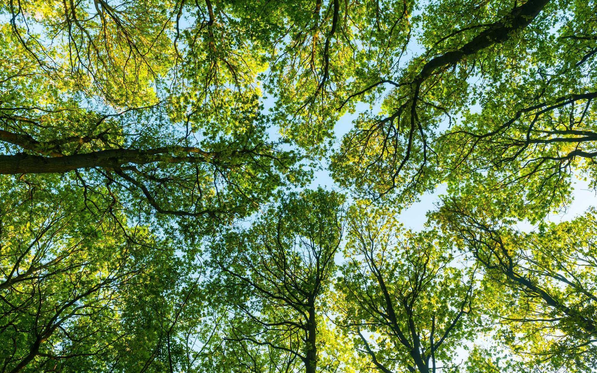 Forest Health Care: The Benefits of Tree Canopy Thinning