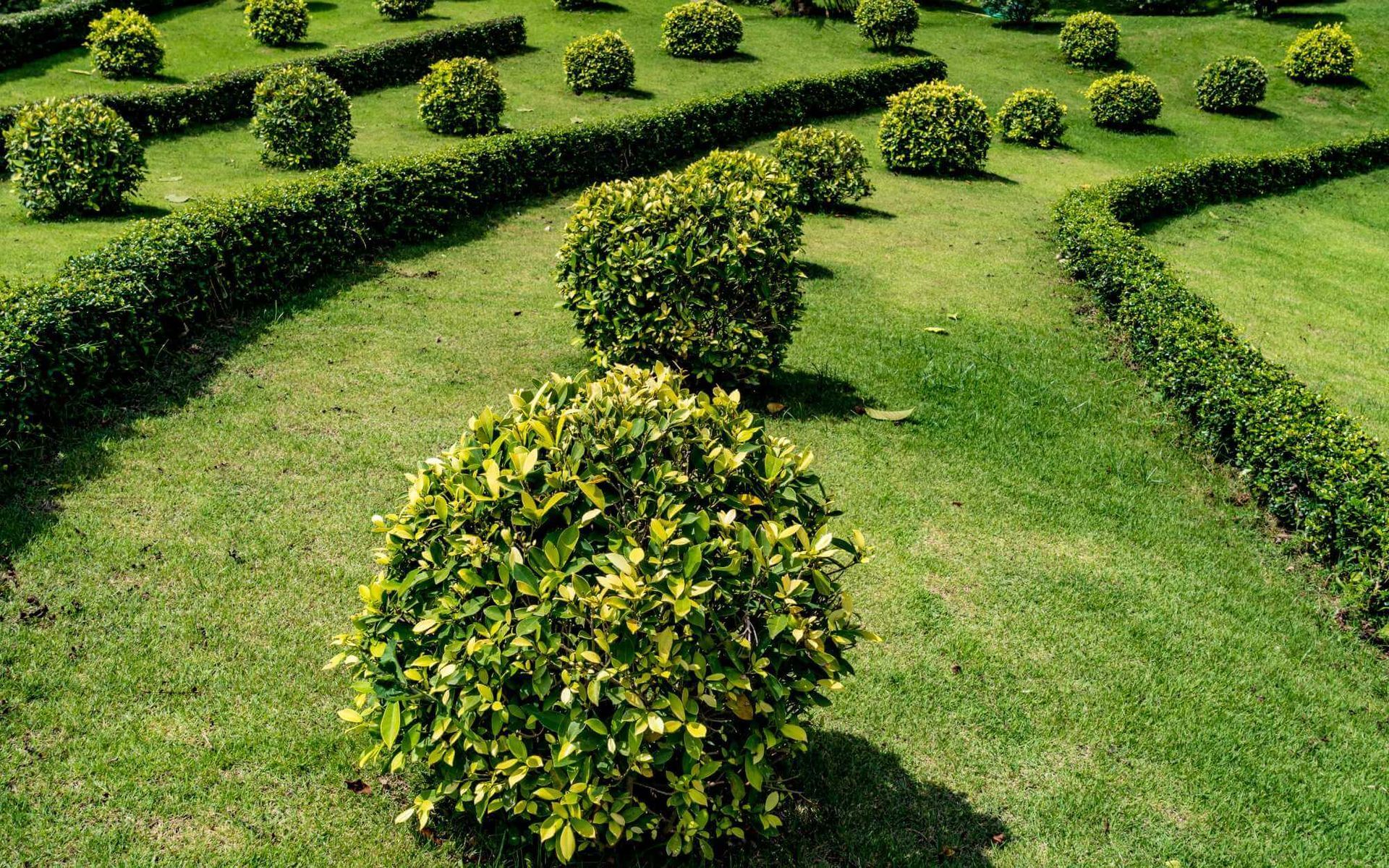 well-shaped and well-maintained garden plants