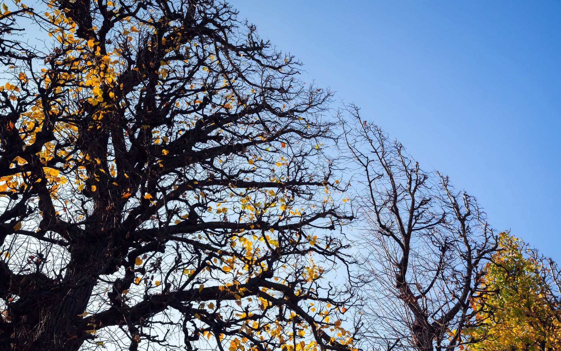 Creating Unique Tree Silhouettes through Trimming