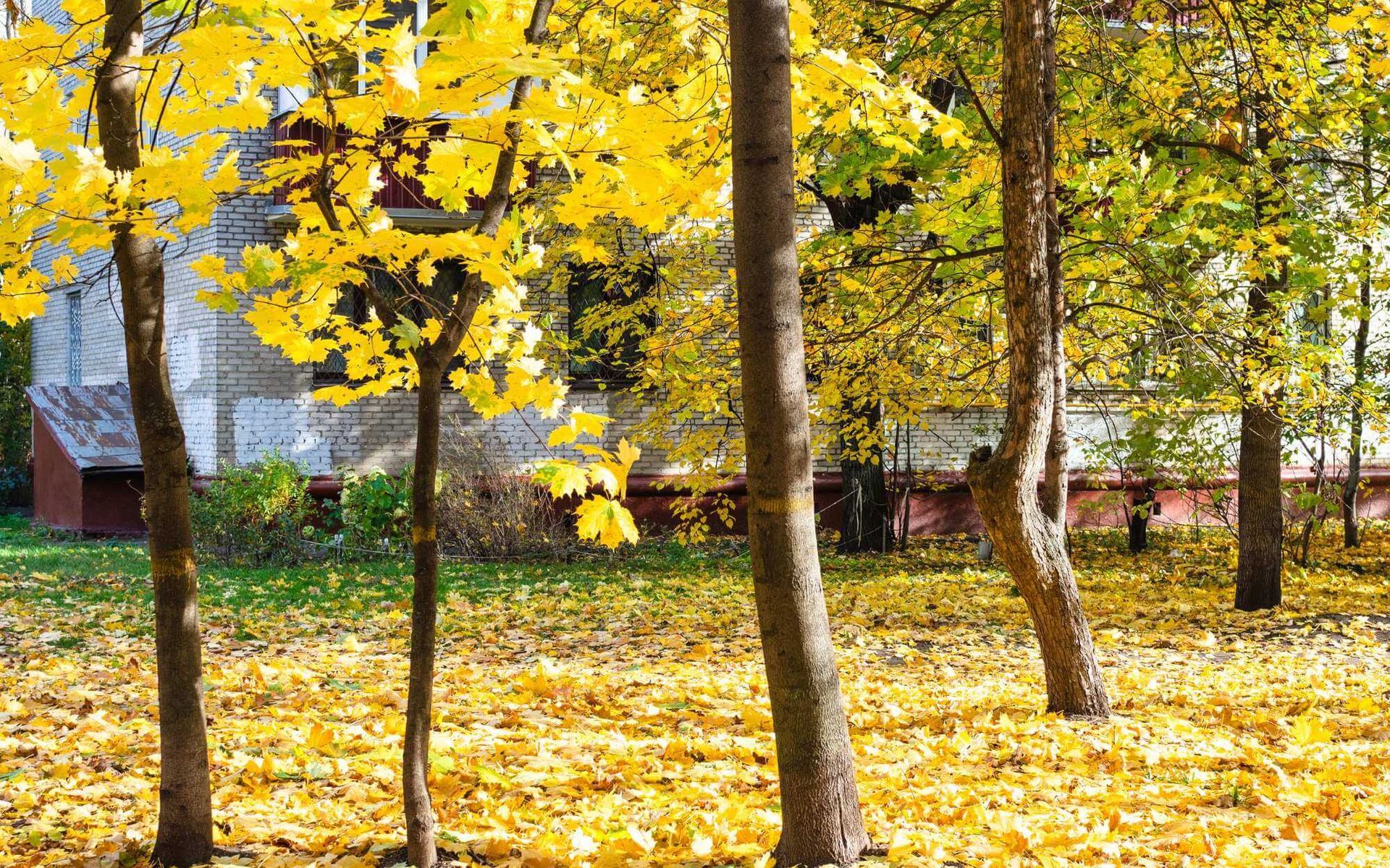 What You Need to Know About Urban Tree Risk Assessment