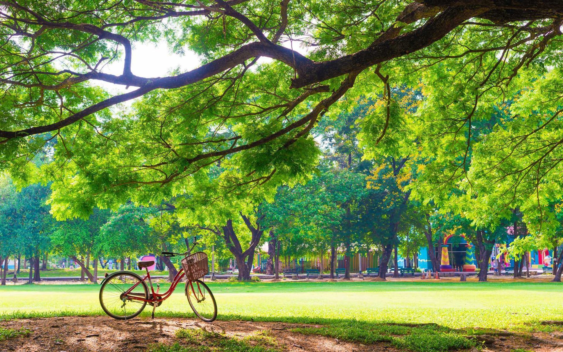 Effective Methods for Preserving Trees Amid Construction