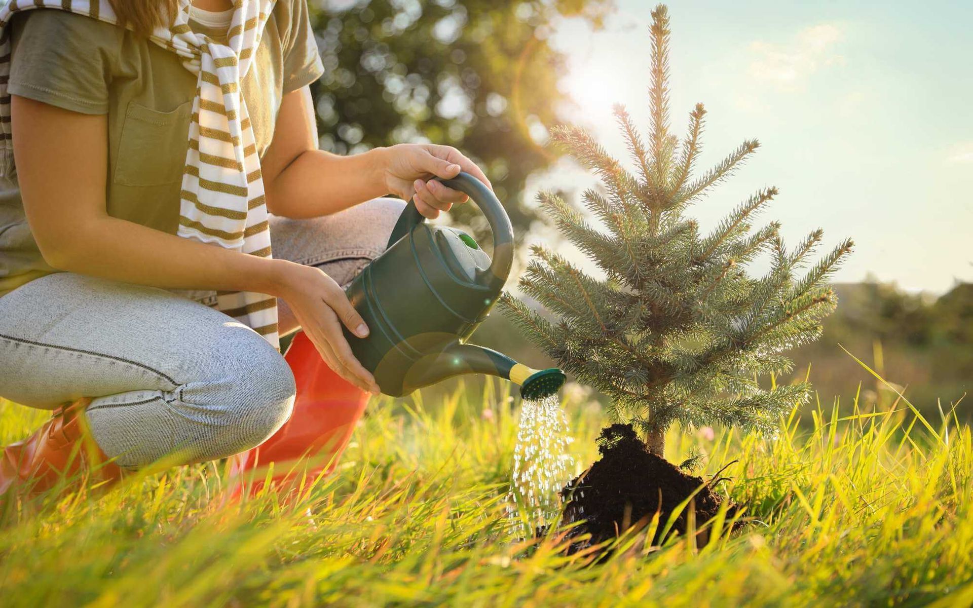 a young shrub being watered after being transplanted