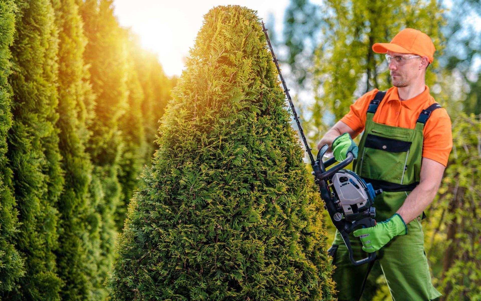 expert tree trimmer shaping garden trees in South Florida