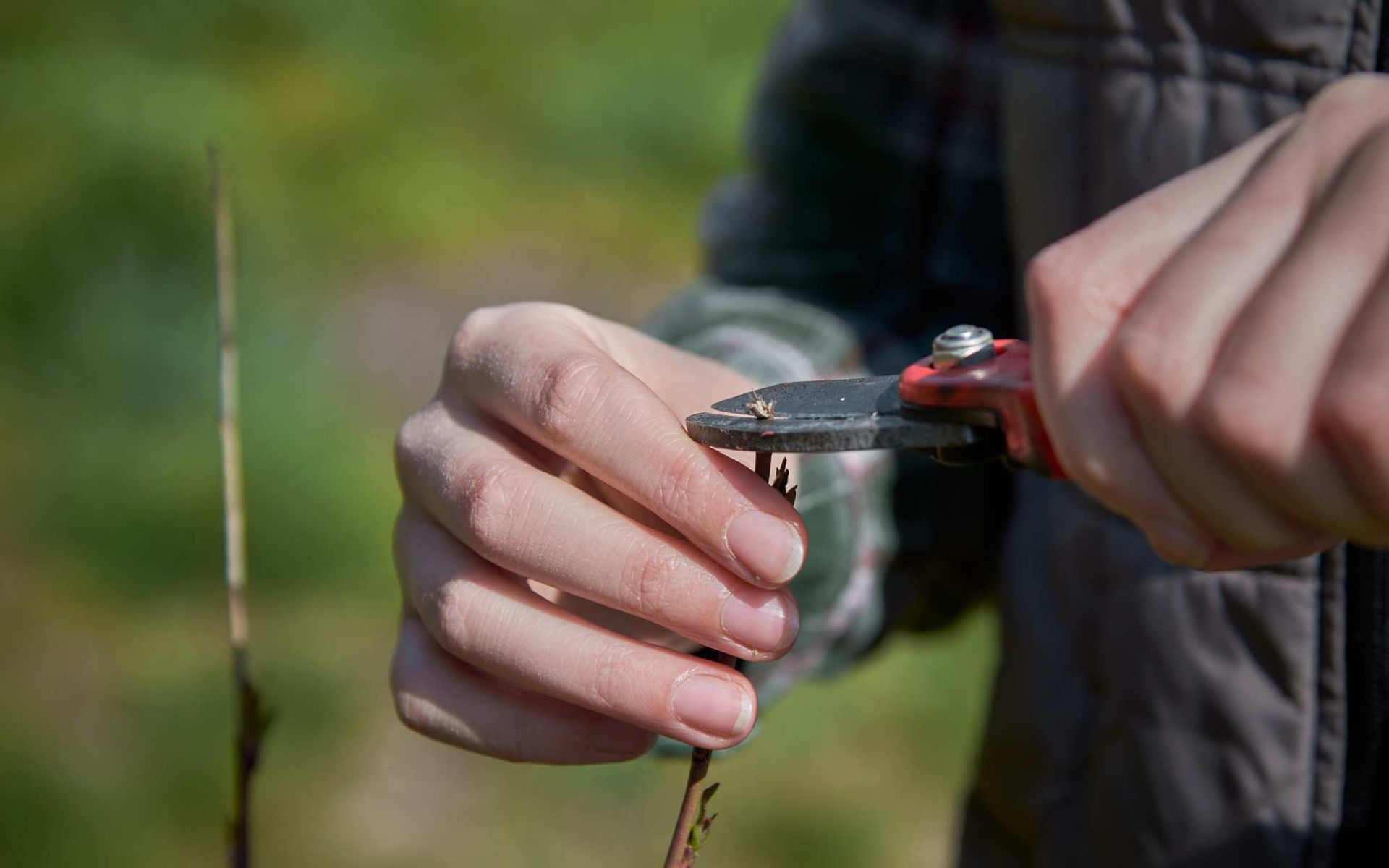 removing the dead areas of the tree branch using a pair of pruning shears
