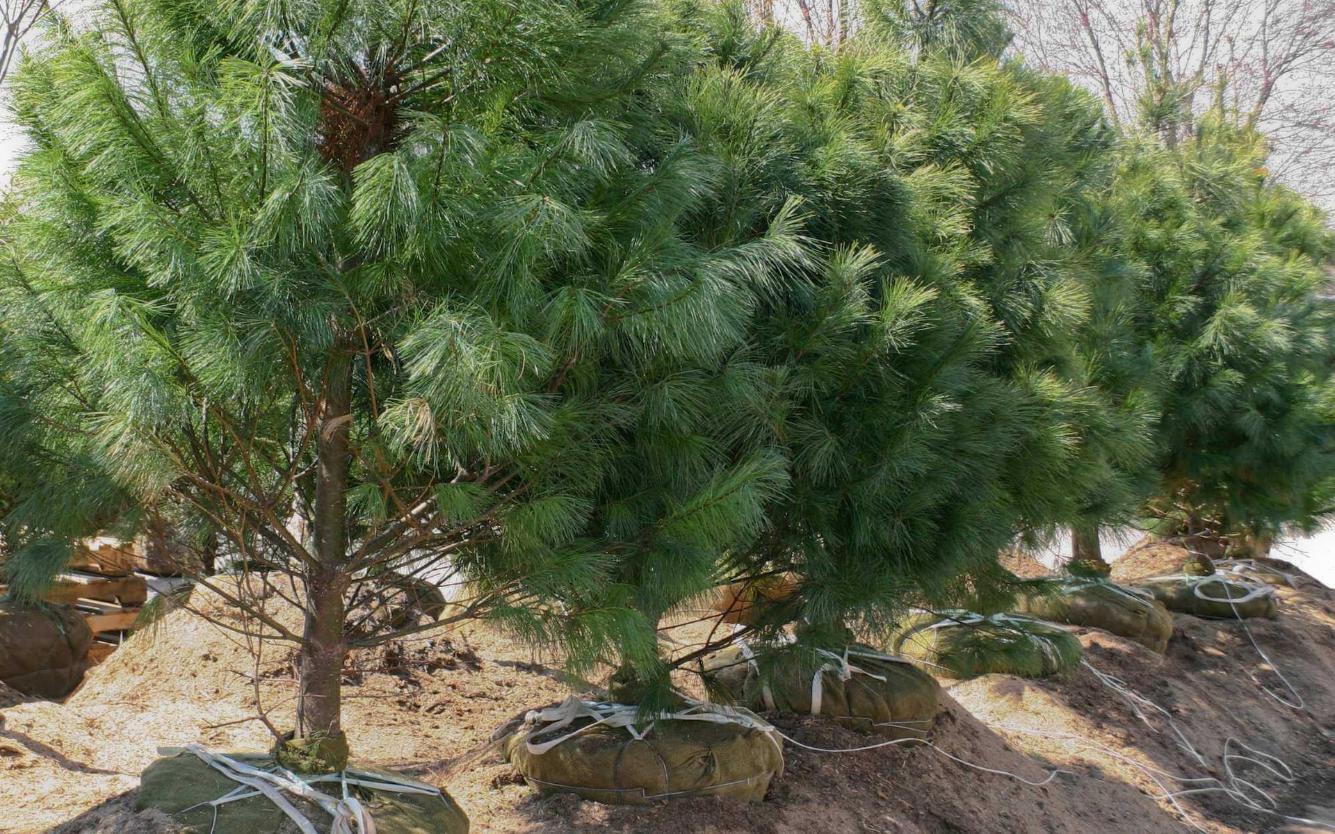 root ball preparation in South Florida