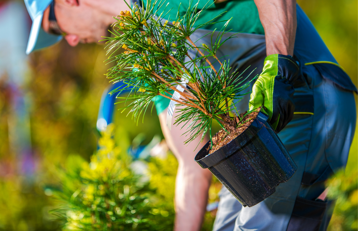 tree service contractor in Pompano Beach planting a tree at a clients house