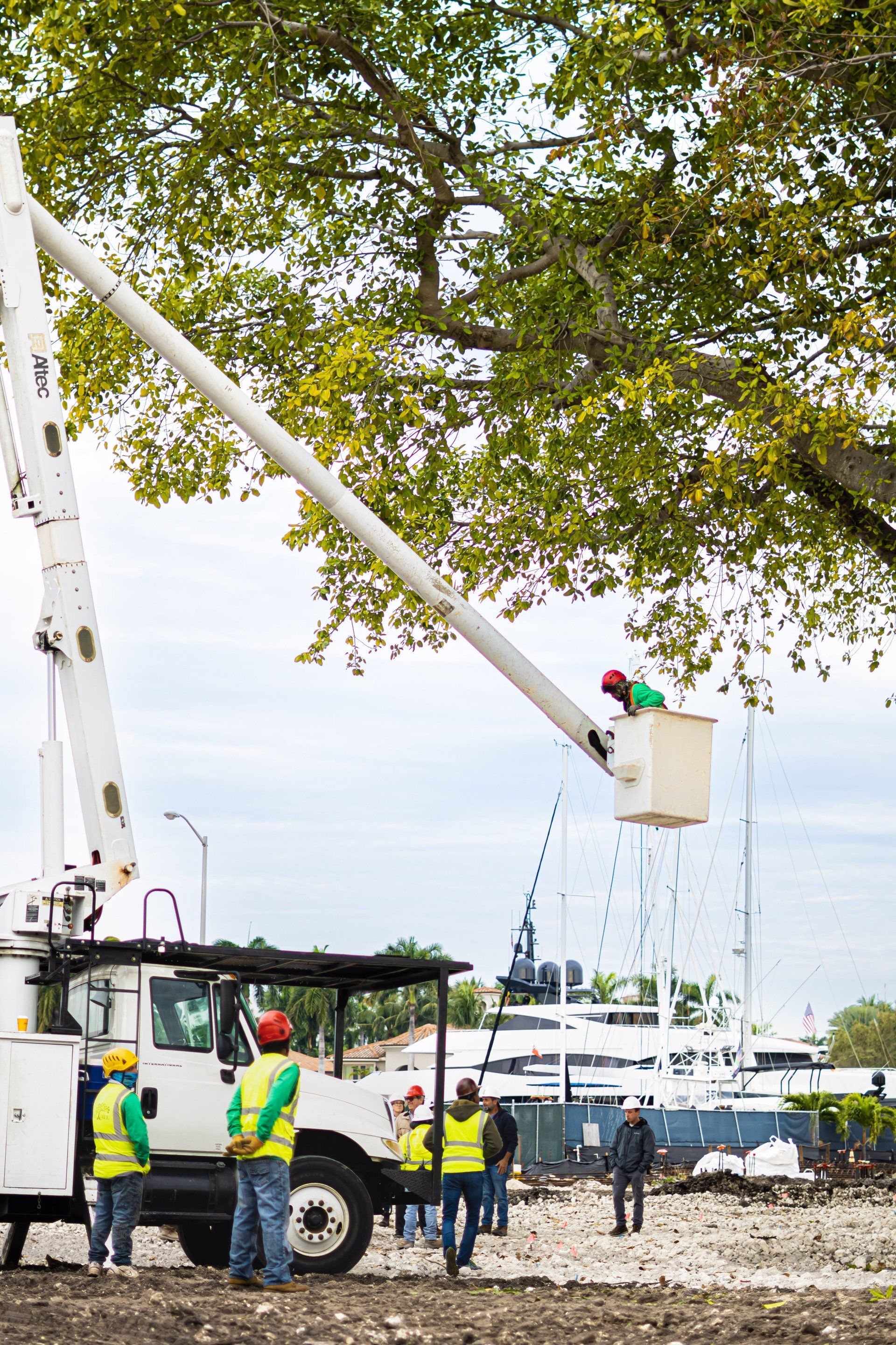 Florida Arborist in a bucket truck assessing the limbs of a banyan tree in fort lauderdale fl. ISA certified arborist