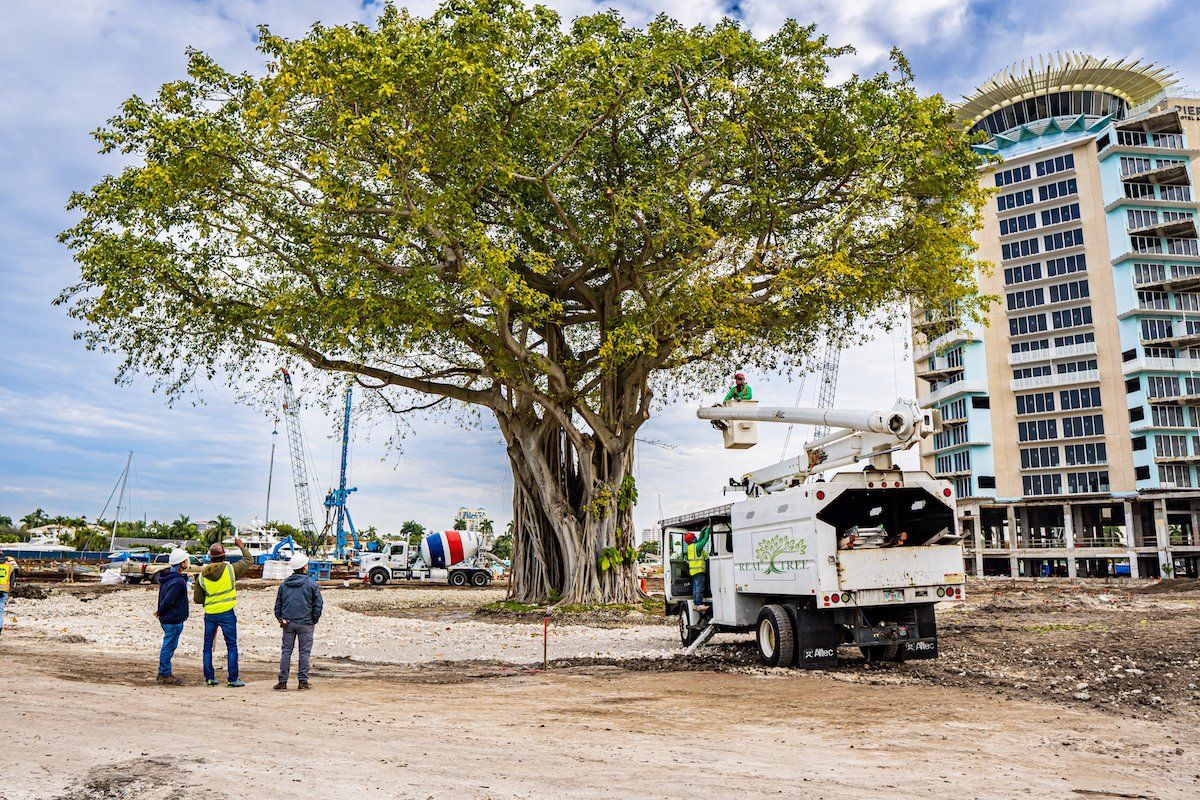 arborist trimming a tree in Naples FL