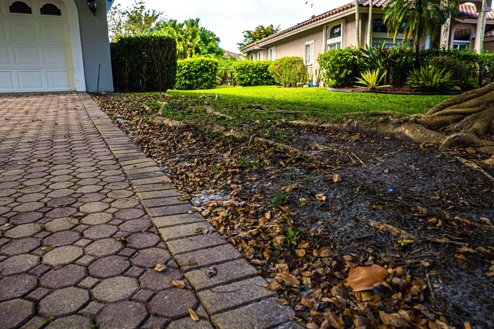 roots that were lifting driveway removed and trimmed in Naples FL