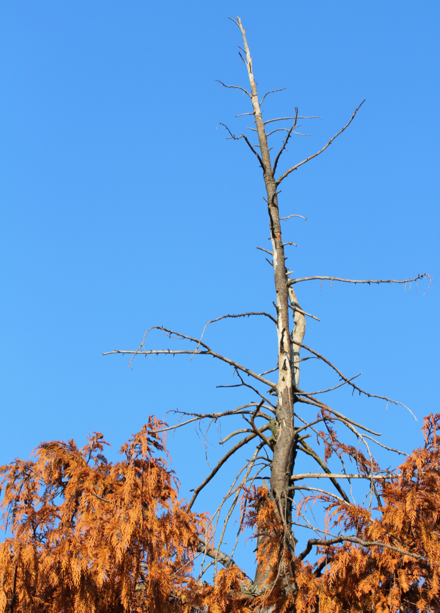 unhealthy tree that is being assessed for removal without a tree removal permit