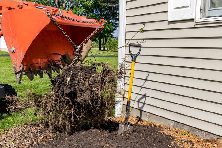 Finding the Best Stump Grinding Services Near Me
