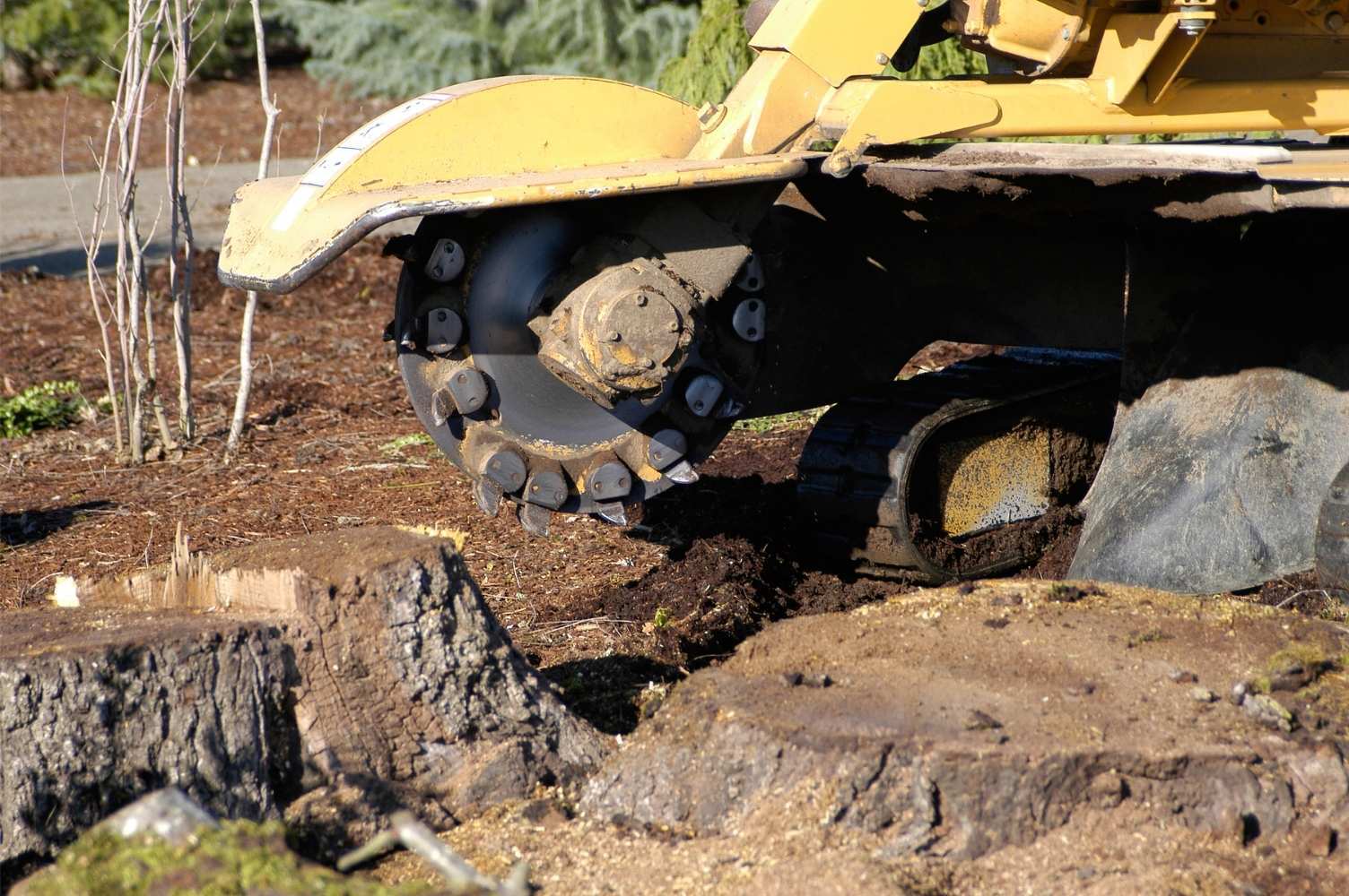 a stump humper grinder is used to get rid of the roots before the removing the entire stump