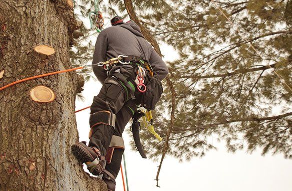 Real Tree Trimming & Landscaping, Inc. employee trimming a tree