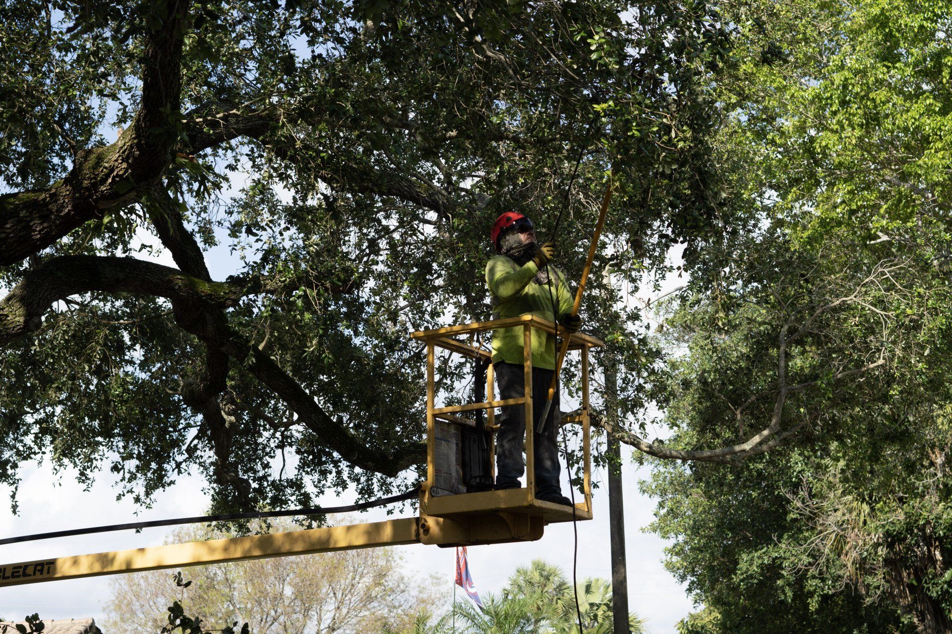 What is Pruning? The Importance & Benefits of Tree Pruning