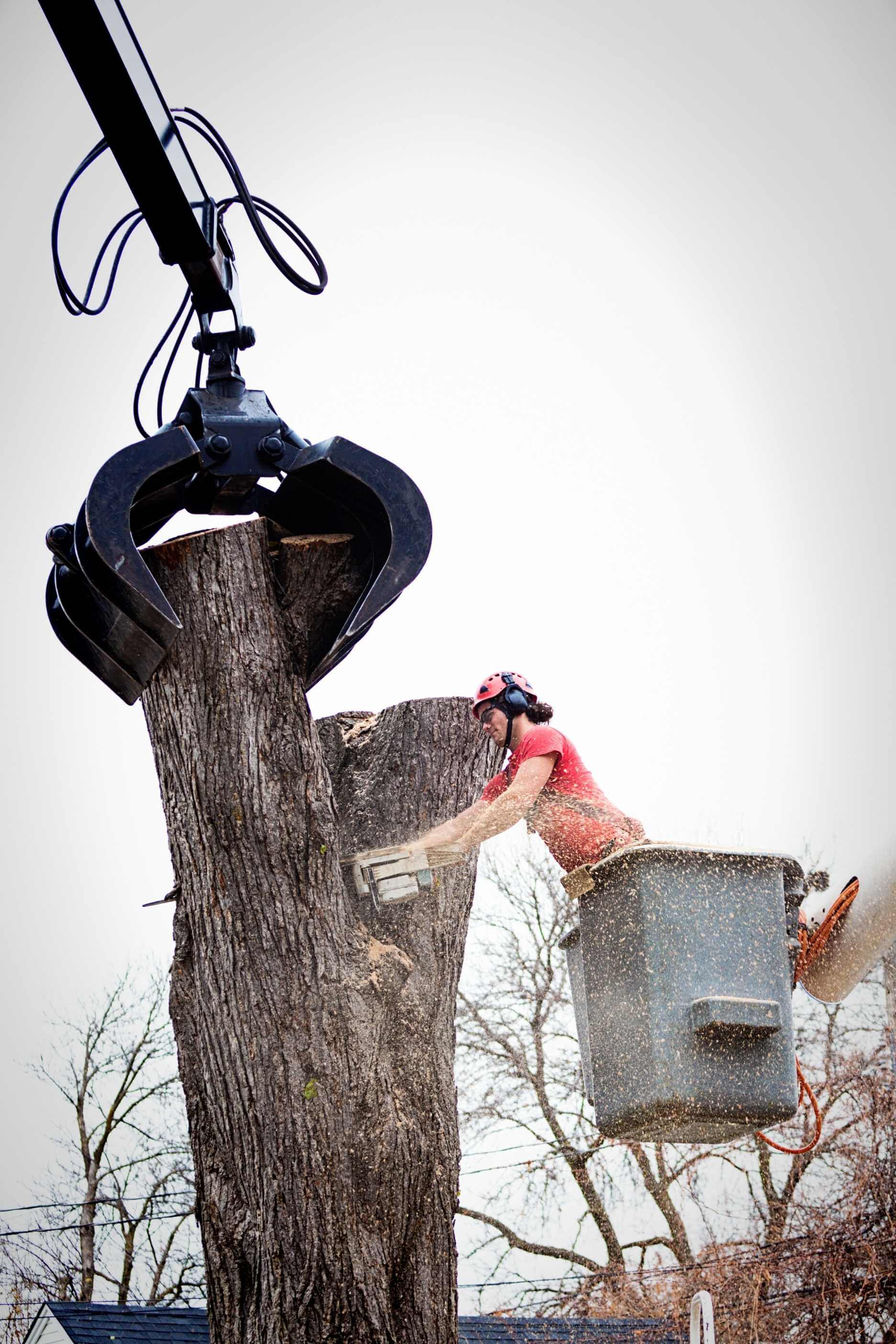 arborist in tree removing limbs of tree