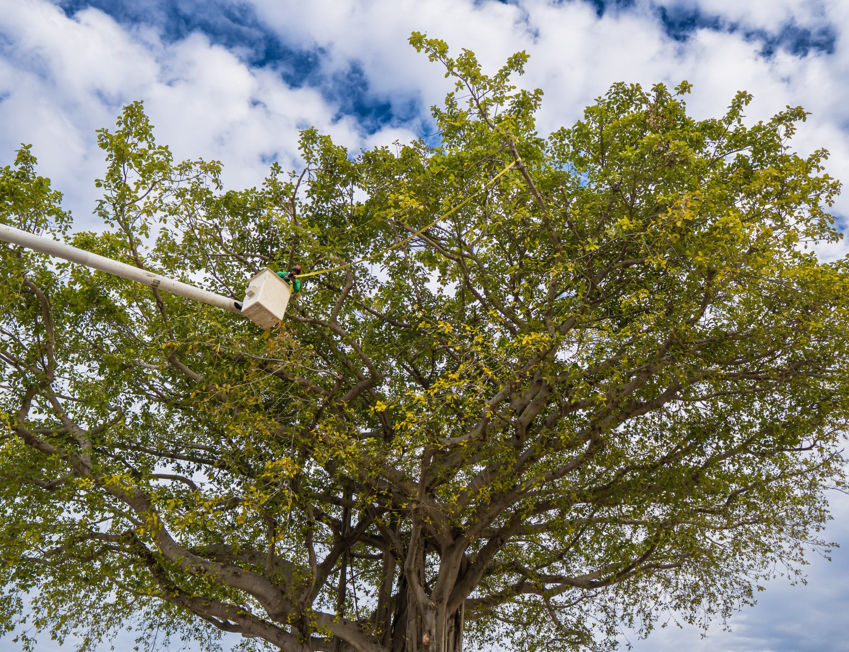 Tree being thinned for added light and air through the branches