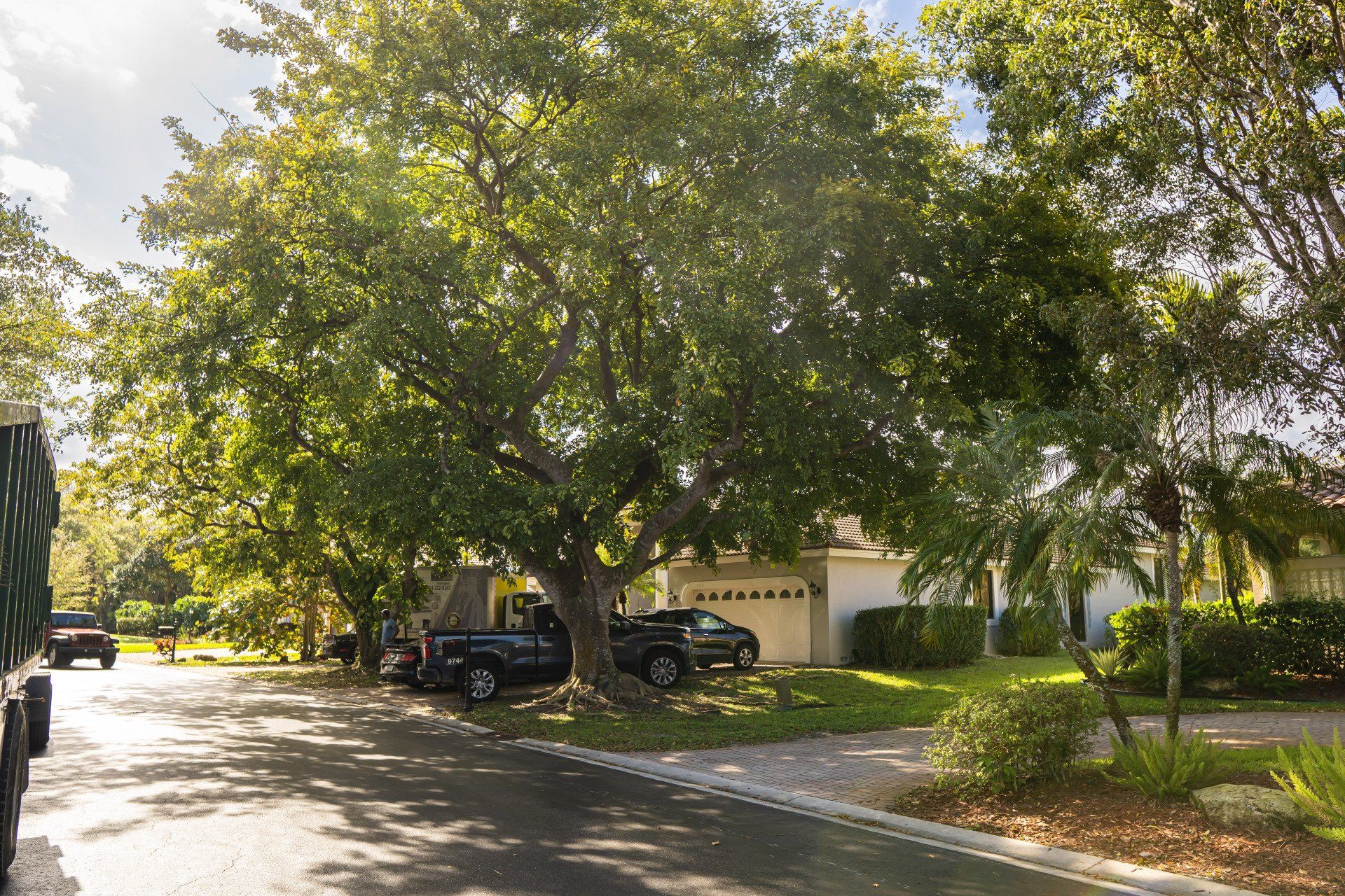tree pruned professionally by Real Tree Trimming & Landscaping, Inc