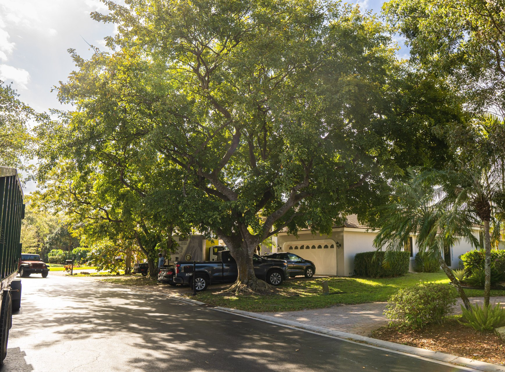 tree trimming service delivered in Broward County