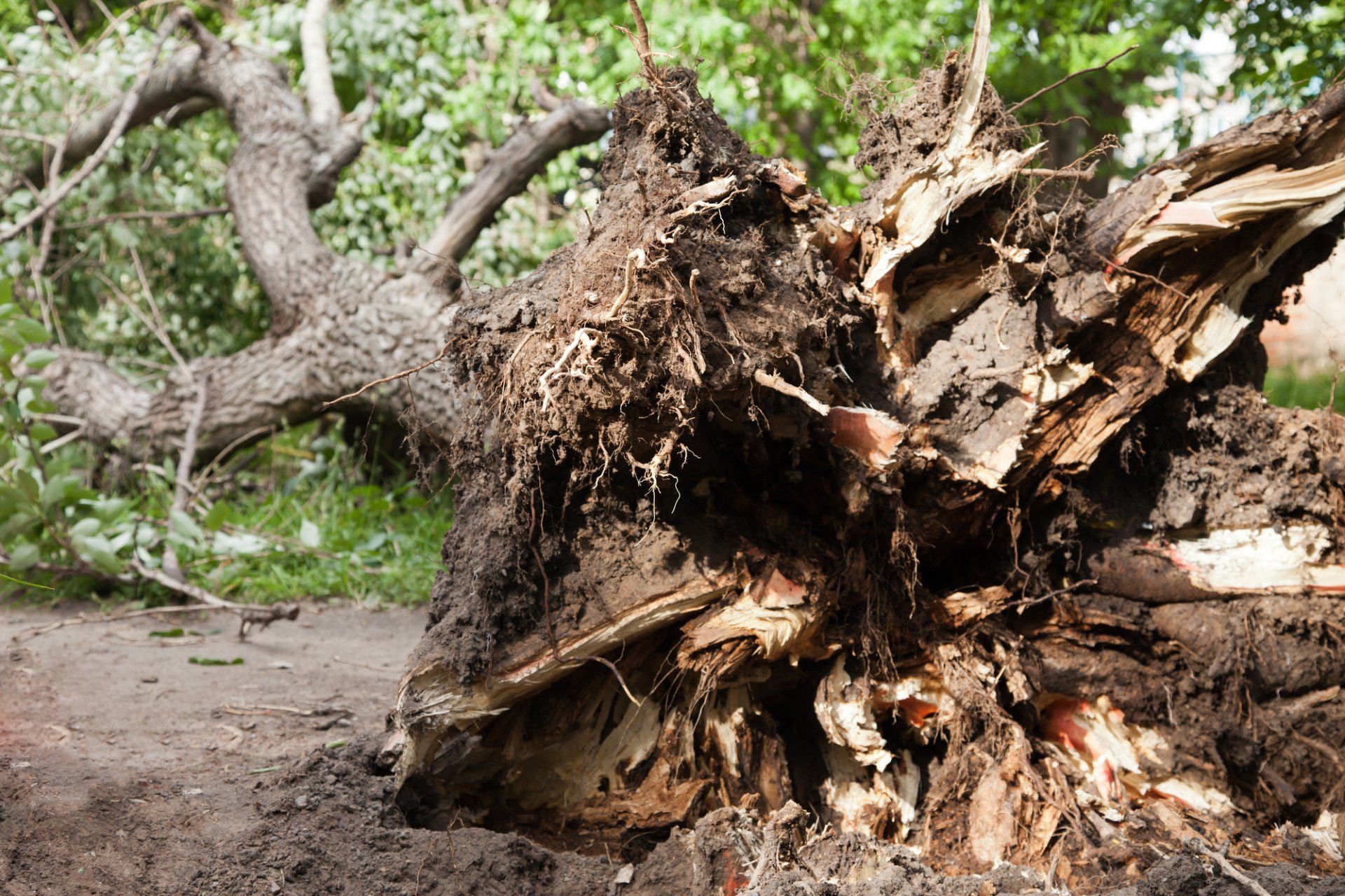 uprooted tree pushed over by hurricane in south florida