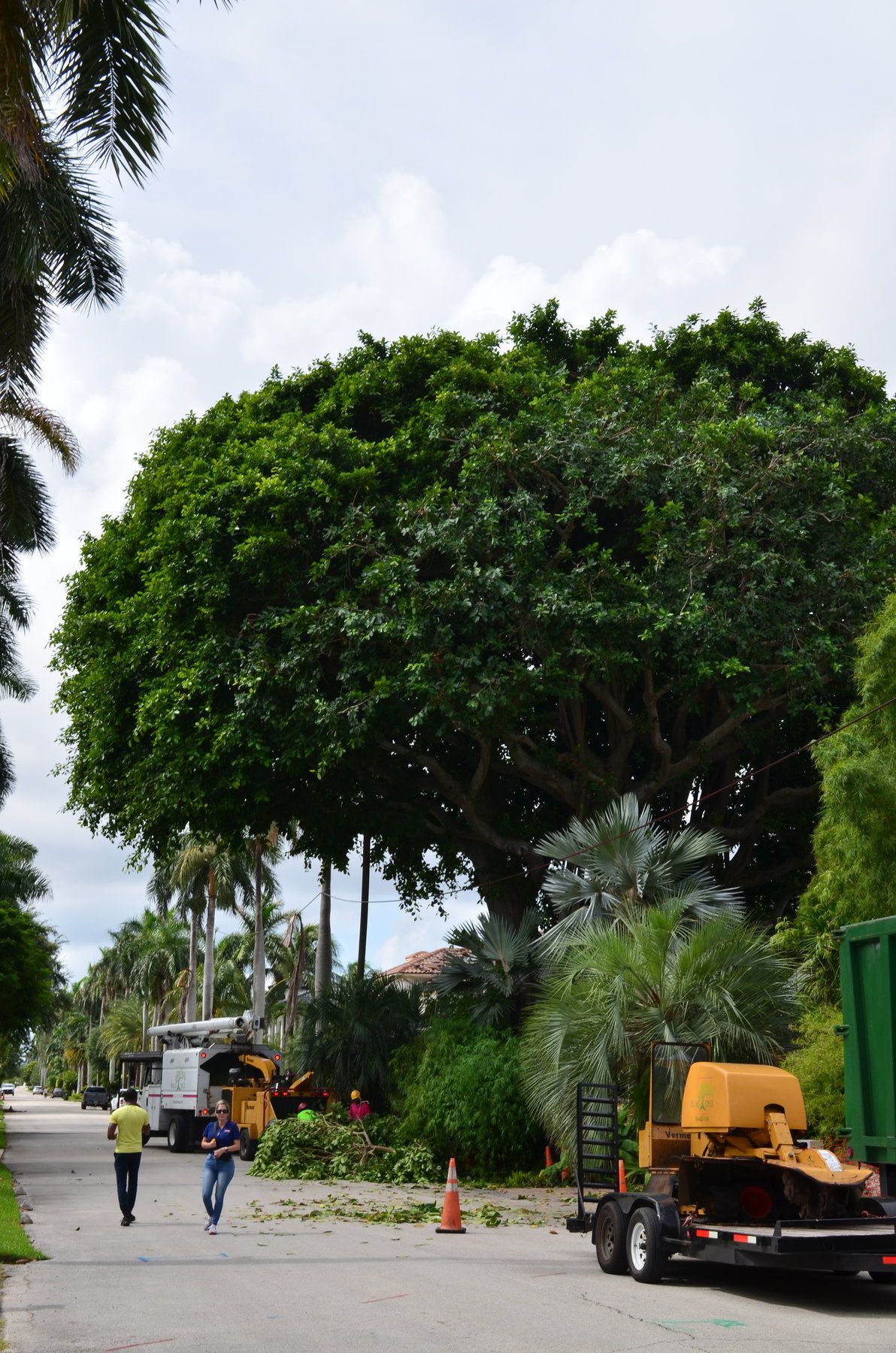Tree Service Broward & Palm Beach County | Arborist